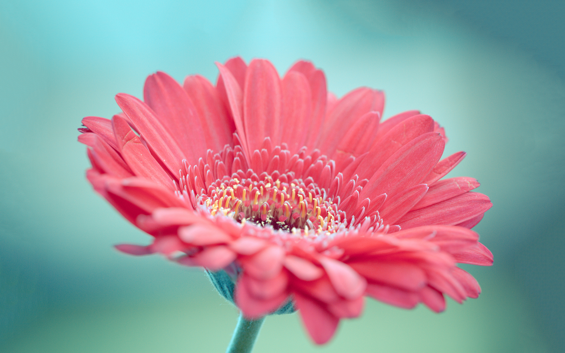 Laden Sie das Natur, Blumen, Gerbera, Blume, Makro, Erde/natur, Pinke Blume-Bild kostenlos auf Ihren PC-Desktop herunter