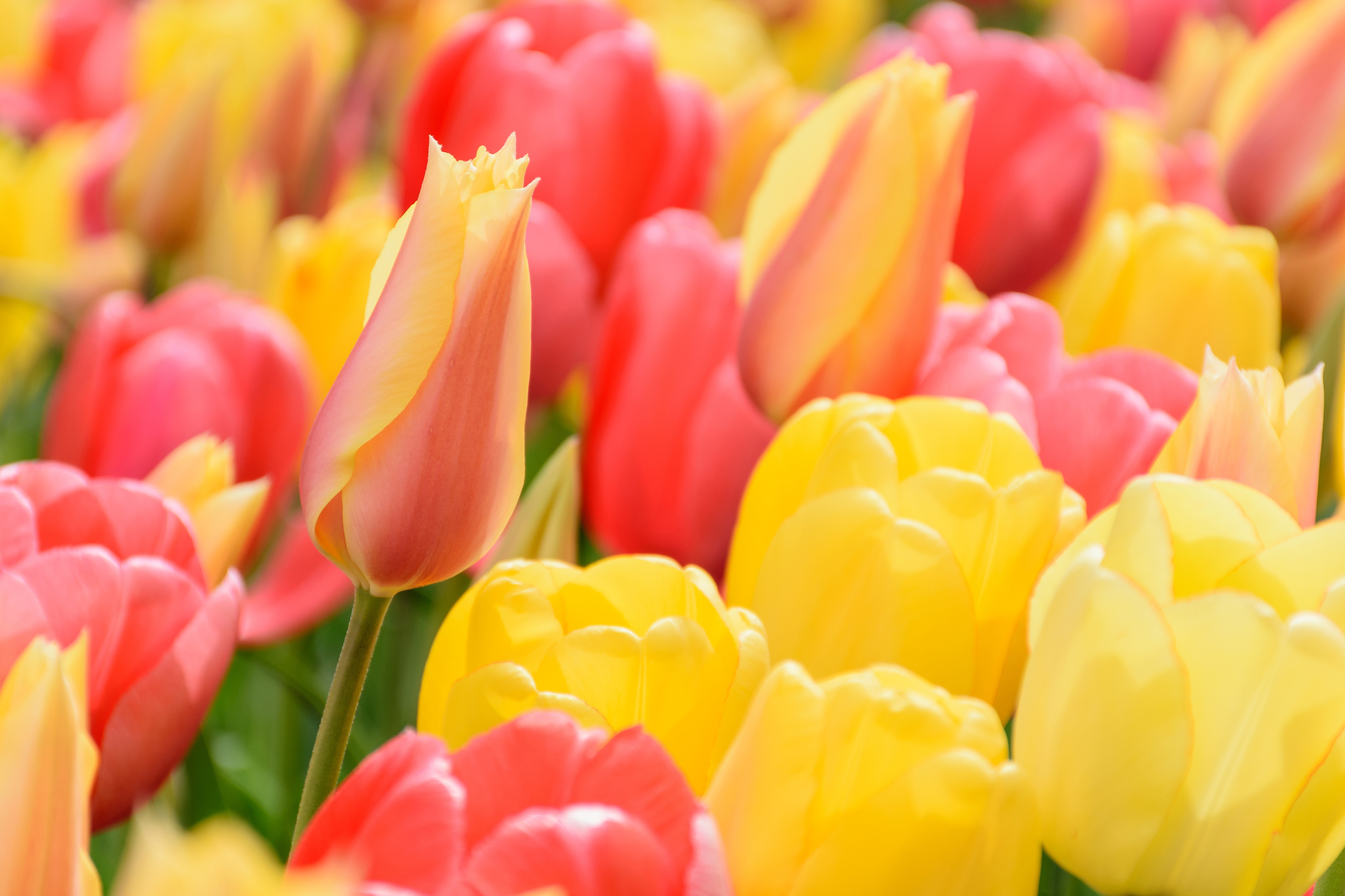 無料モバイル壁紙自然, フラワーズ, チューリップ, 花, 閉じる, 地球, 黄色い花, ピンクの花をダウンロードします。