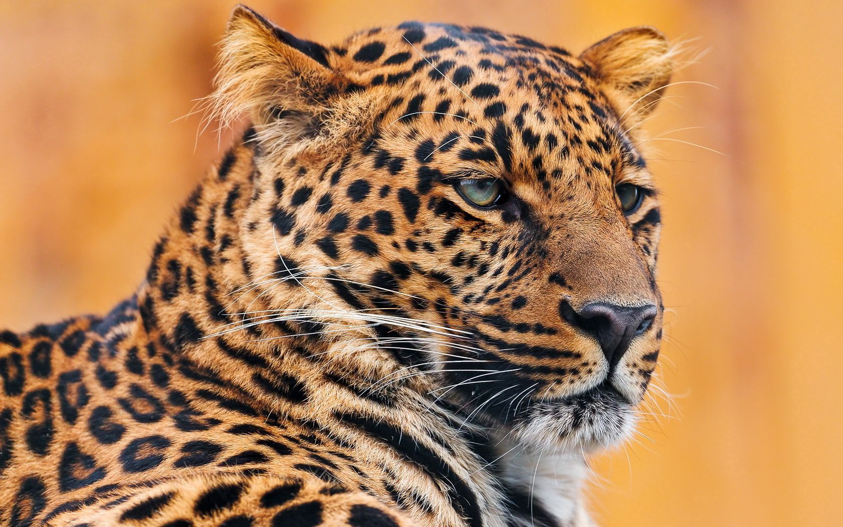 Download mobile wallpaper Muzzle, Spotted, Spotty, Sight, Opinion, Animals, Leopard for free.