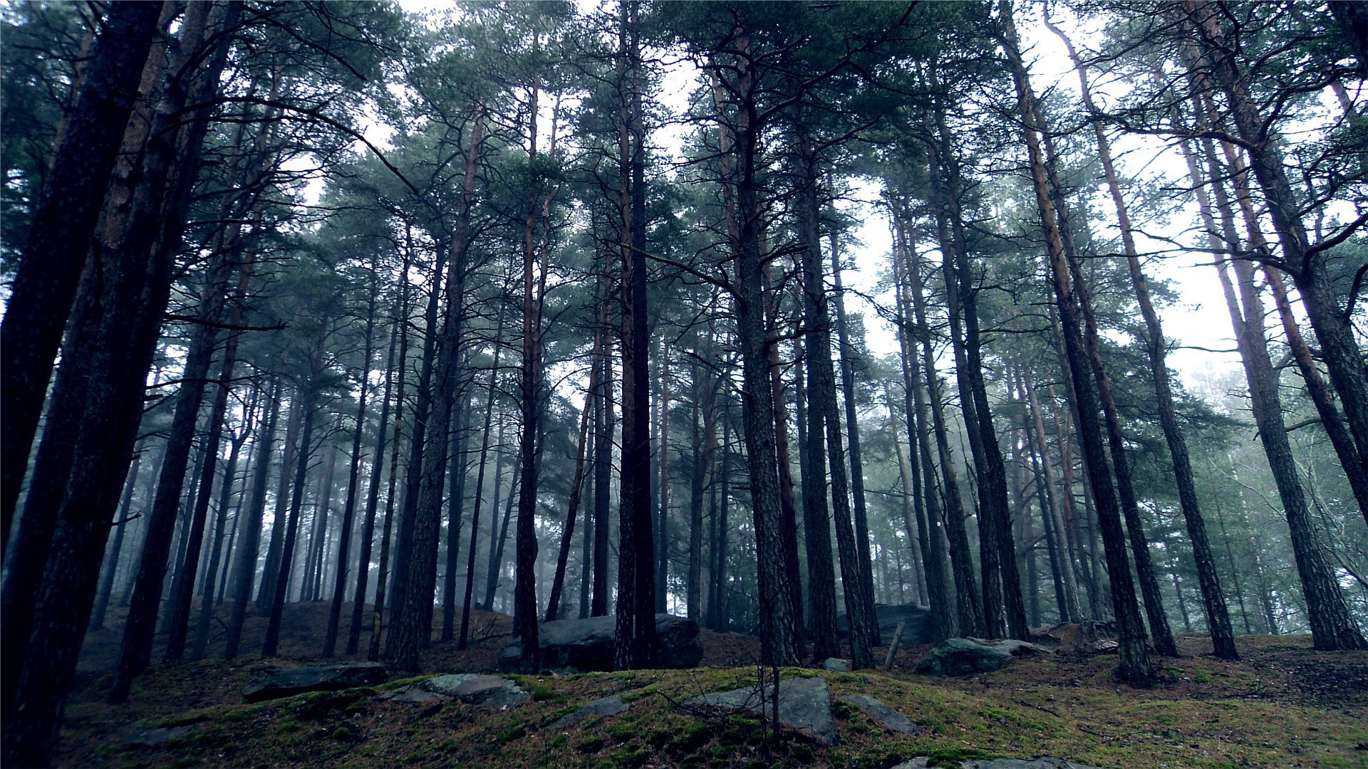 forest, stones, nature, trees, crown, land, earth, gloomy, crowns