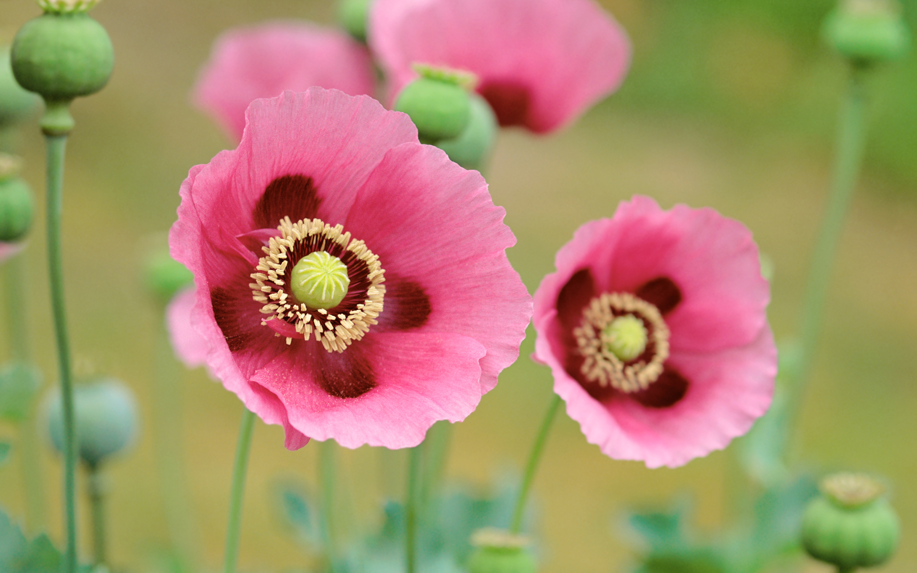 PCデスクトップにフラワーズ, ポピー, 花, 地球, ピンクの花画像を無料でダウンロード