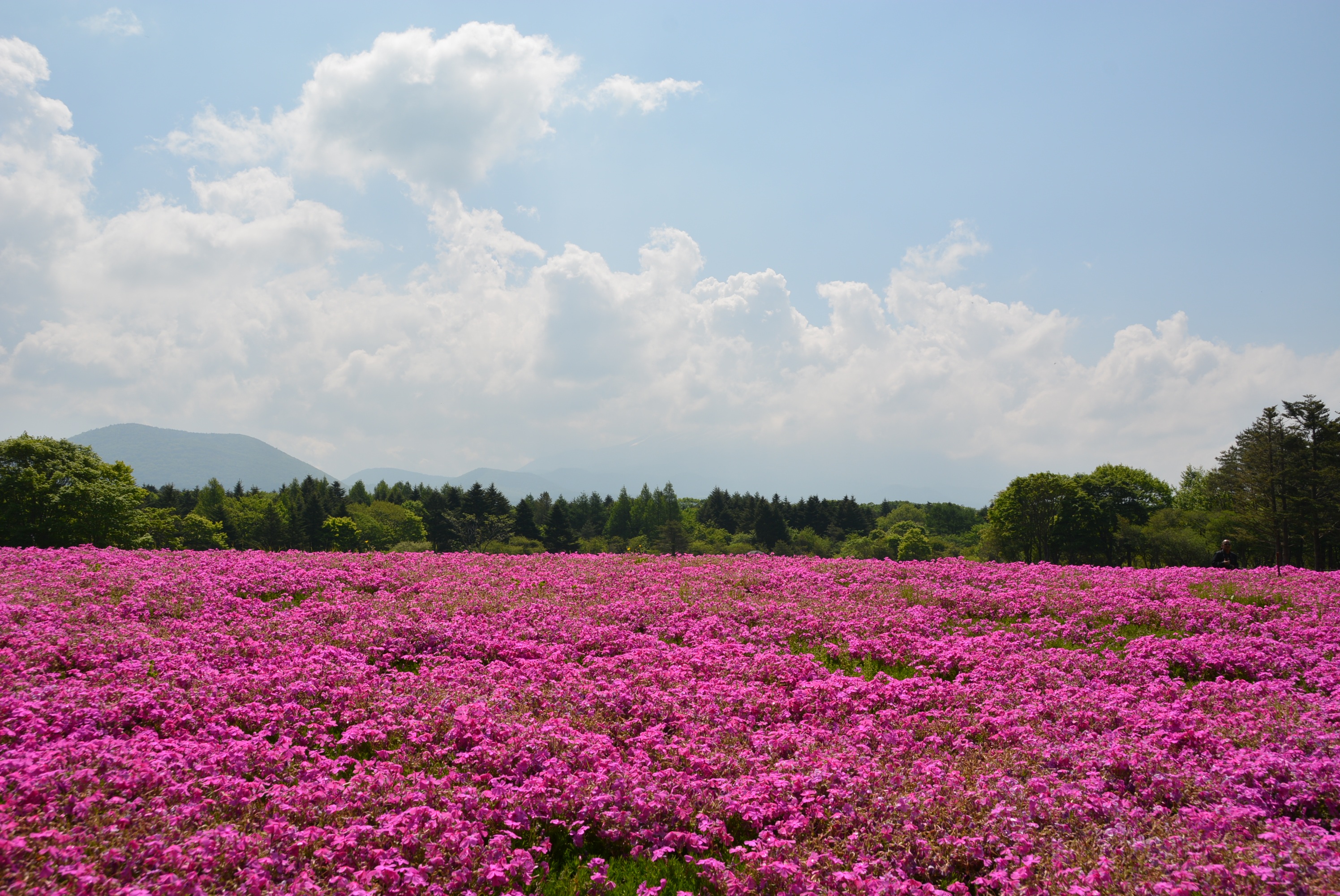 Free download wallpaper Landscape, Nature, Flower, Earth, Cloud, Meadow, Pink Flower on your PC desktop