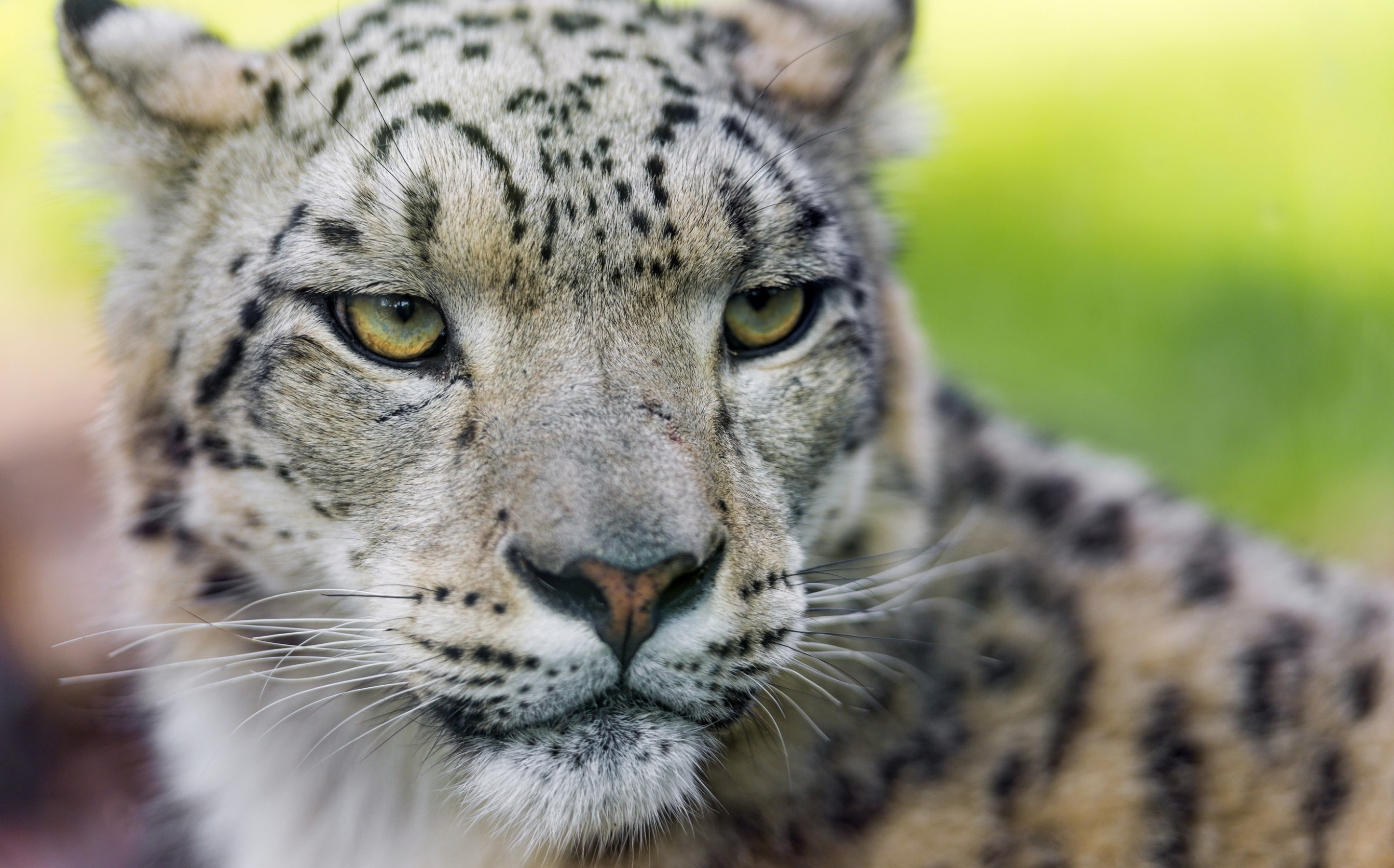 Free download wallpaper Snow Leopard, Animal on your PC desktop