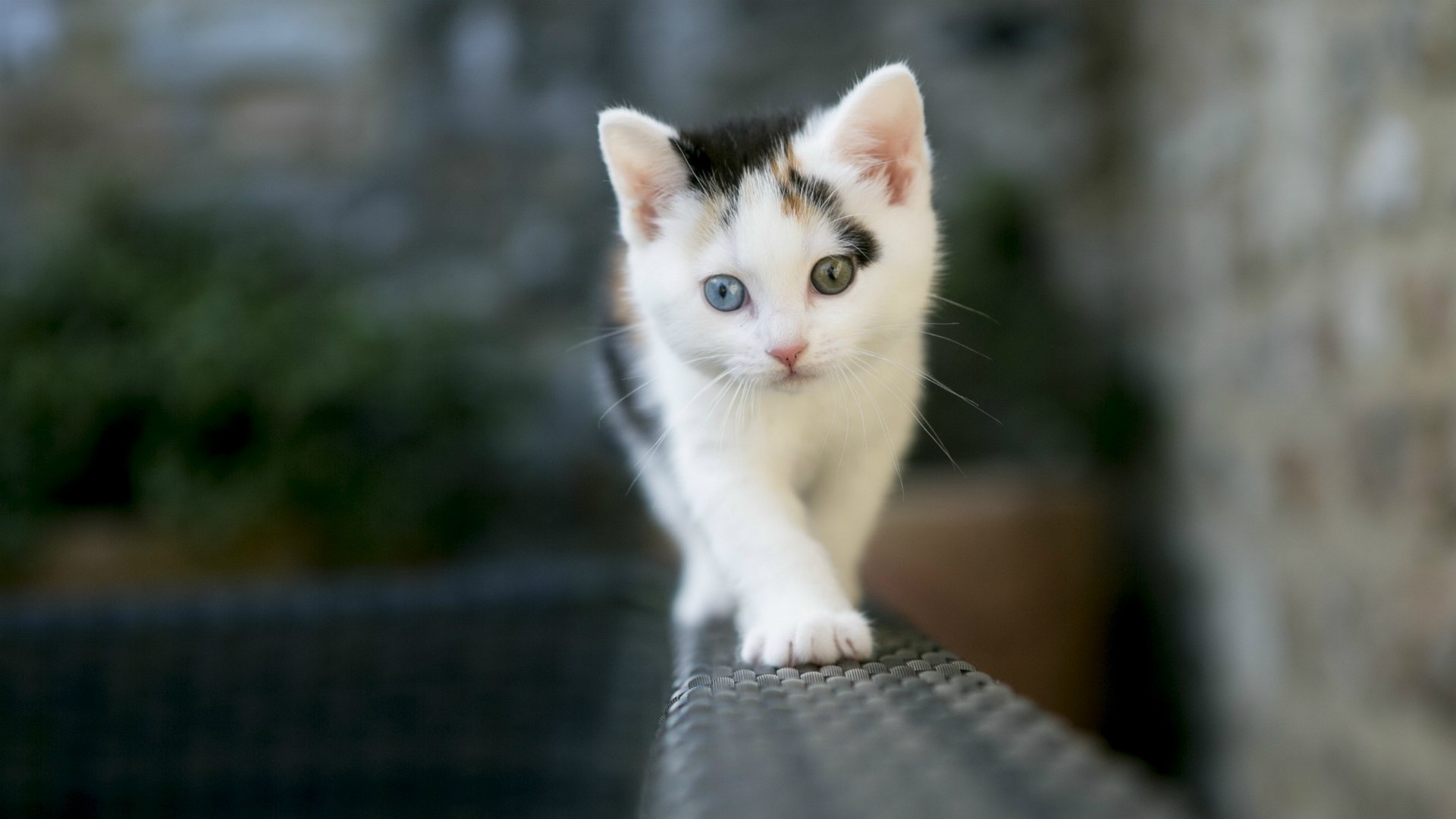 303578 descargar imagen animales, gatito, gato, lindo, gatos: fondos de pantalla y protectores de pantalla gratis