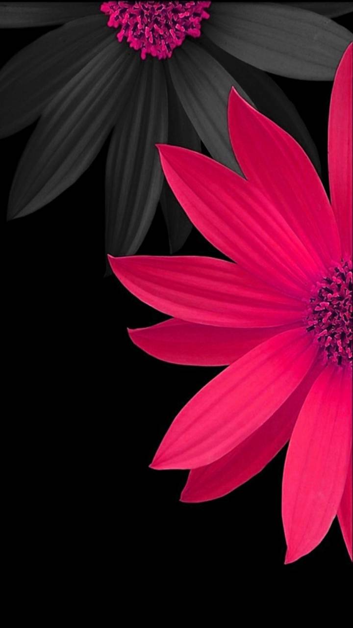 Download mobile wallpaper Flowers, Flower, Artistic, Daisy for free.