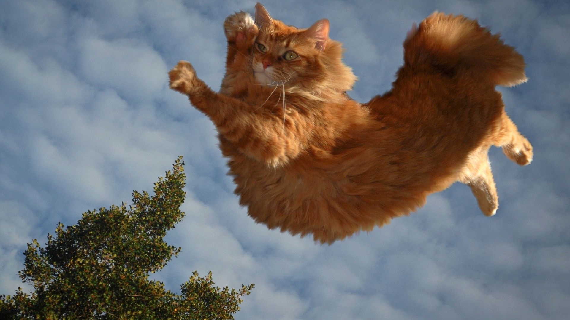 Download mobile wallpaper Sky, Fluffy, Flight, Animals, Cat for free.