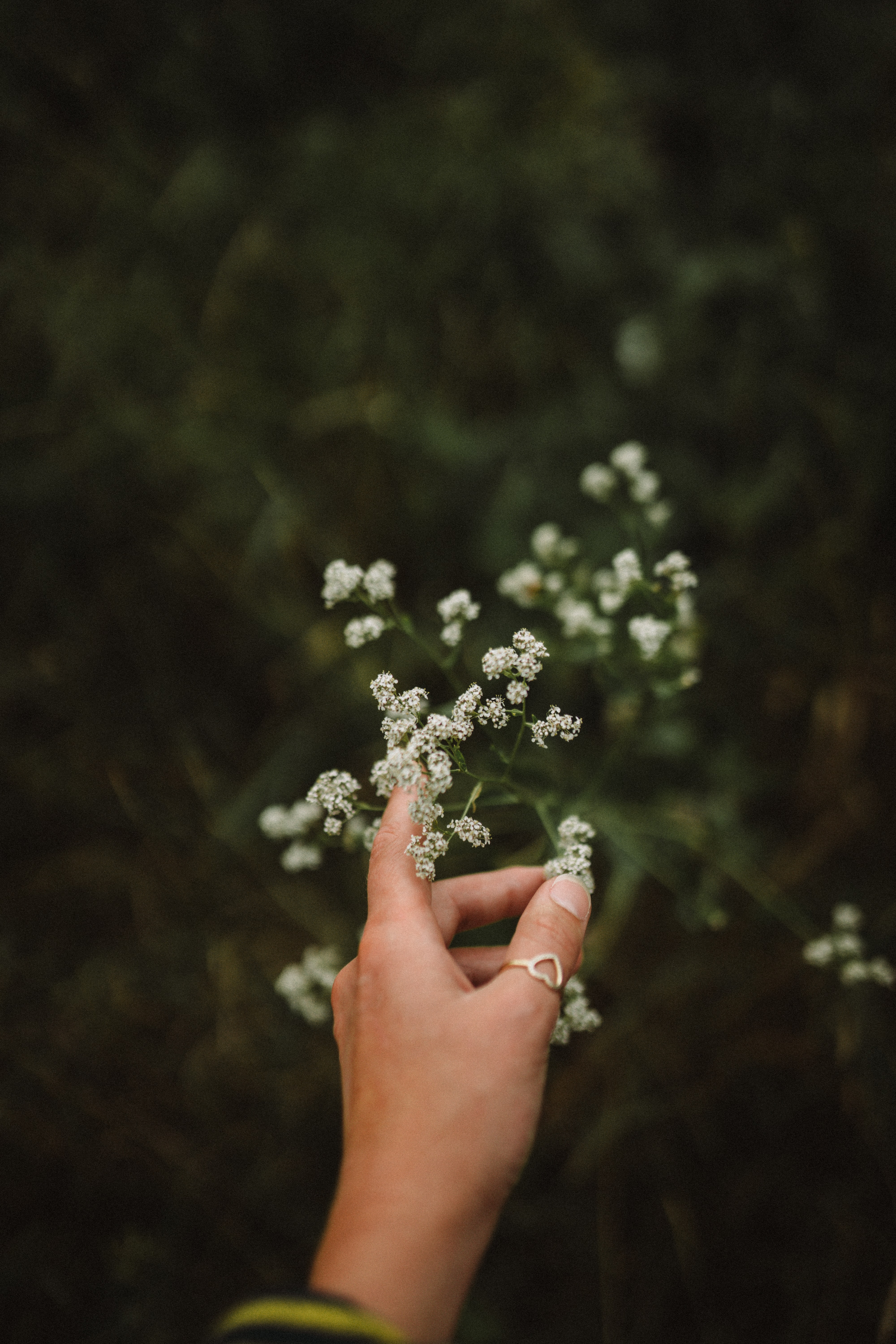 Free download wallpaper Miscellanea, Miscellaneous, Ring, Flowers, Hand, Fingers on your PC desktop