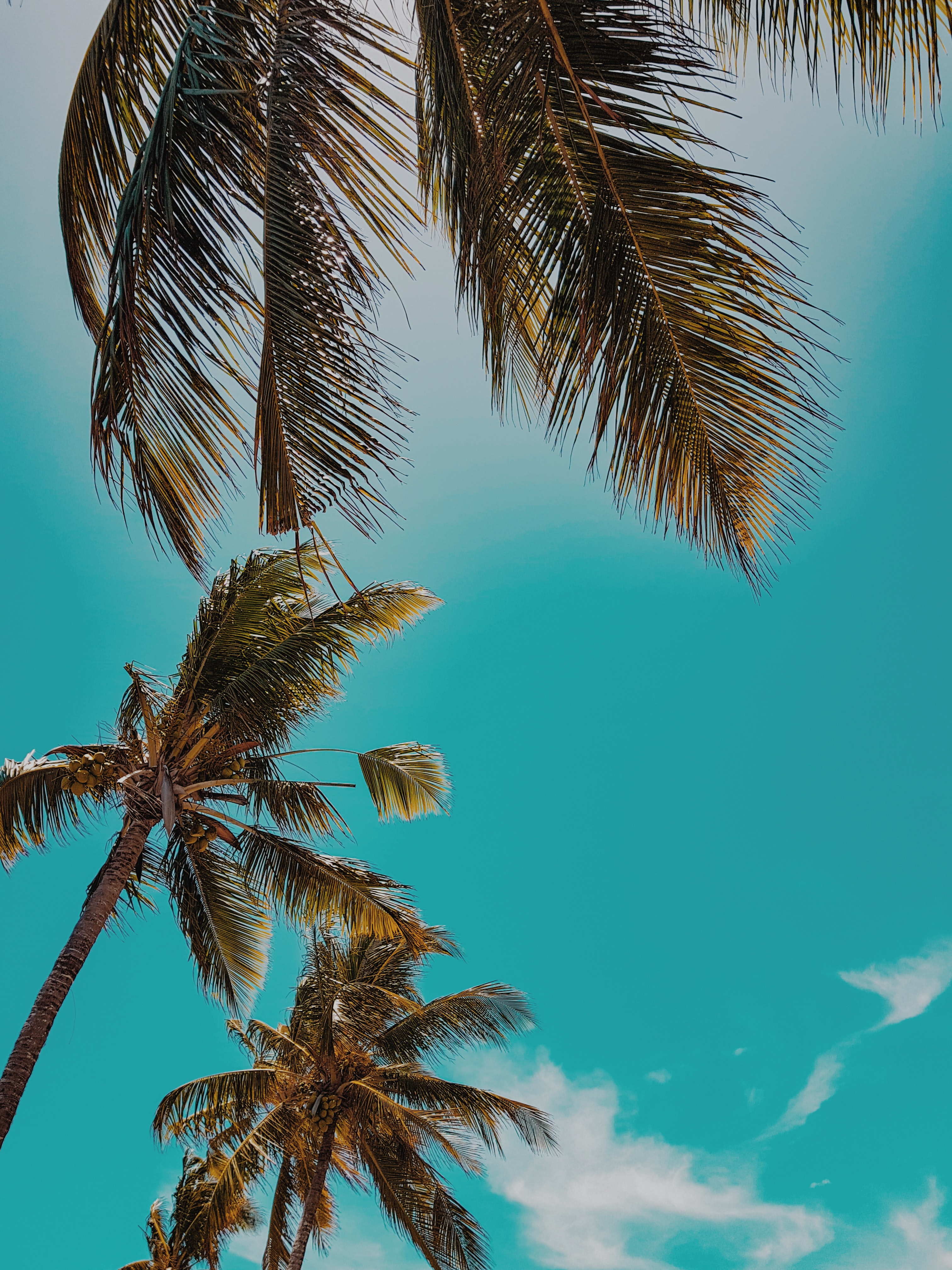 Free download wallpaper Sky, Nature, Tropics, Summer, Top, Tops, Palms on your PC desktop