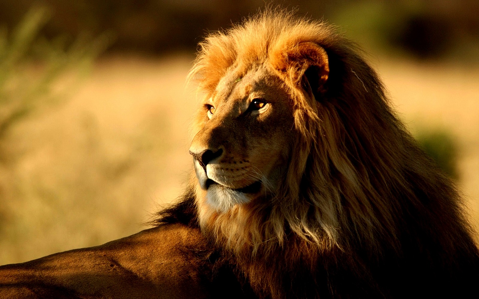 Laden Sie das Tiere, Löwe-Bild kostenlos auf Ihren PC-Desktop herunter