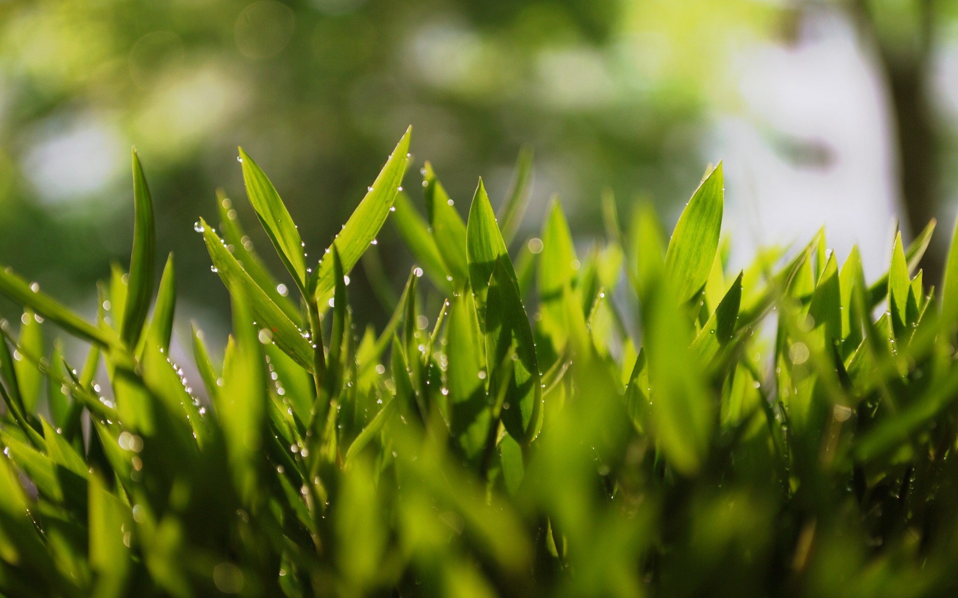 Download mobile wallpaper Grass, Close Up, Earth for free.