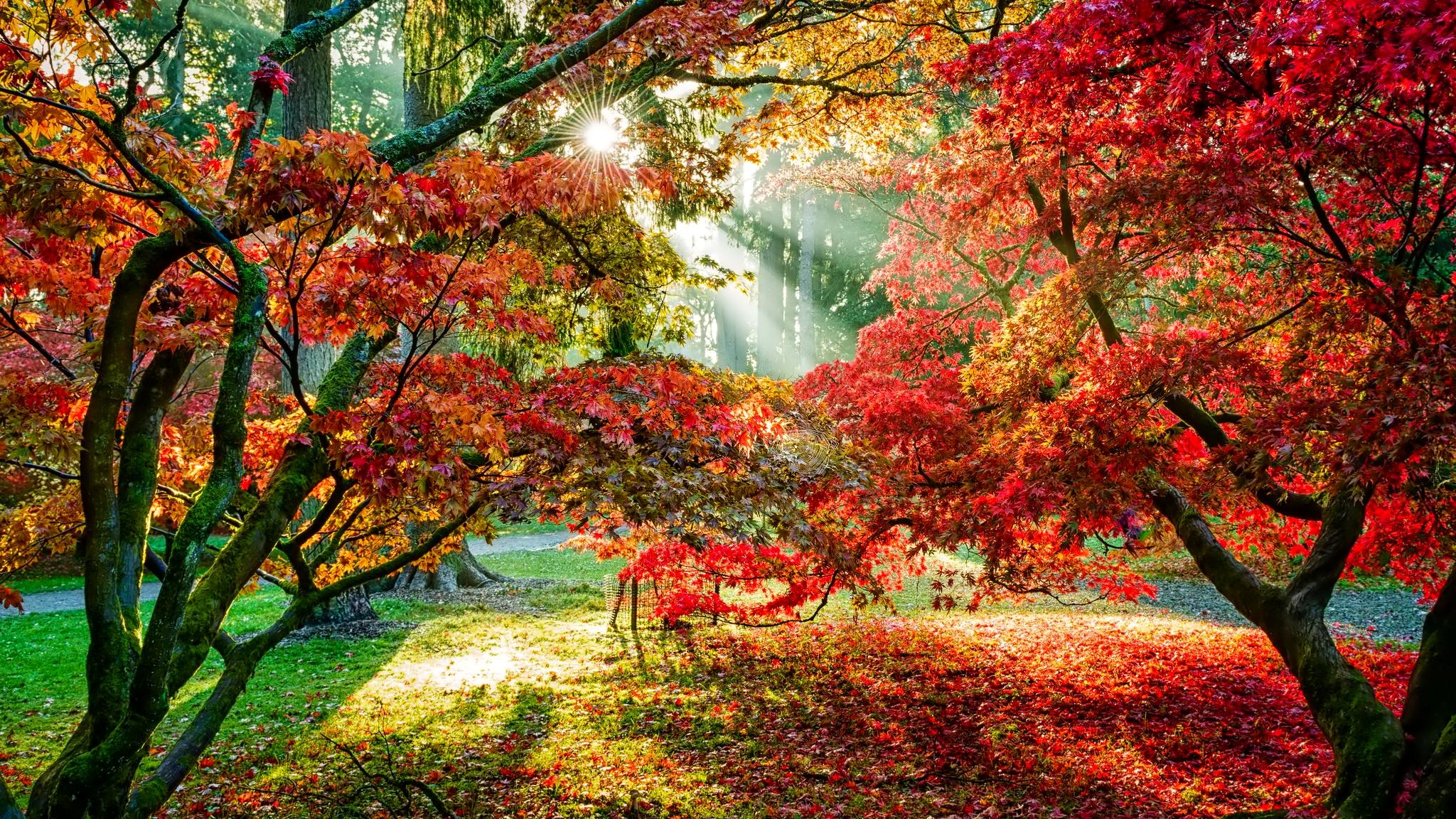Download mobile wallpaper Trees, Sun, Forest, Park, Tree, Fall, Earth, Sunbeam, Sunshine for free.