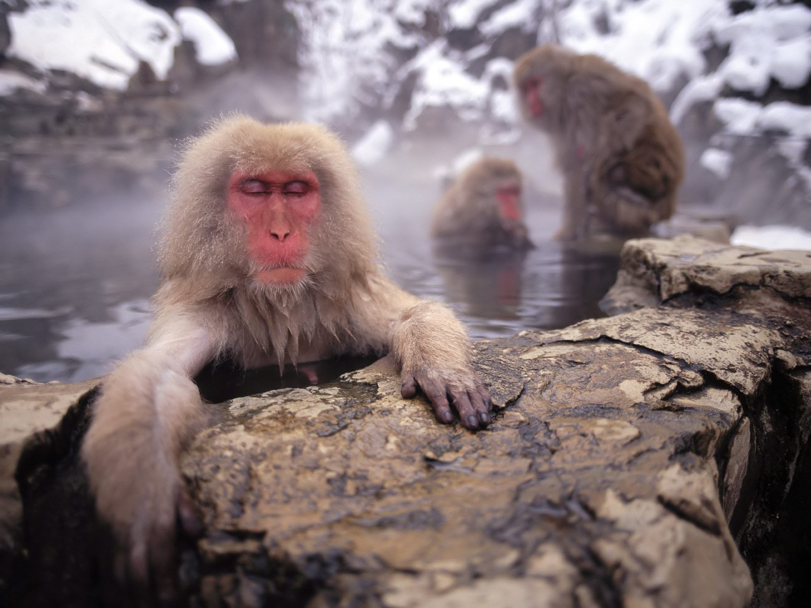 PCデスクトップに動物, サル, 猿, ニホンザル画像を無料でダウンロード