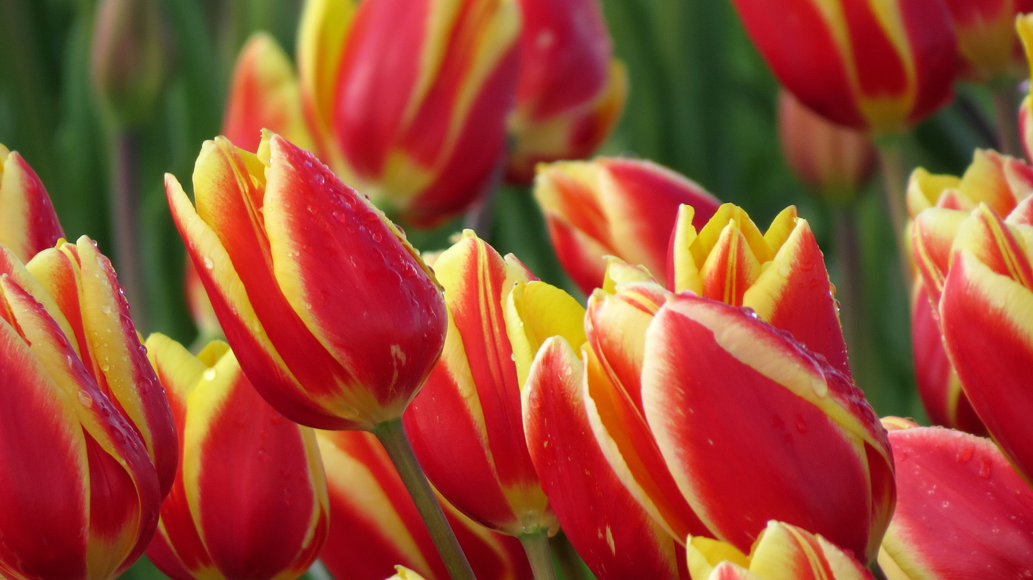 471268 Bildschirmschoner und Hintergrundbilder Blumen auf Ihrem Telefon. Laden Sie  Bilder kostenlos herunter