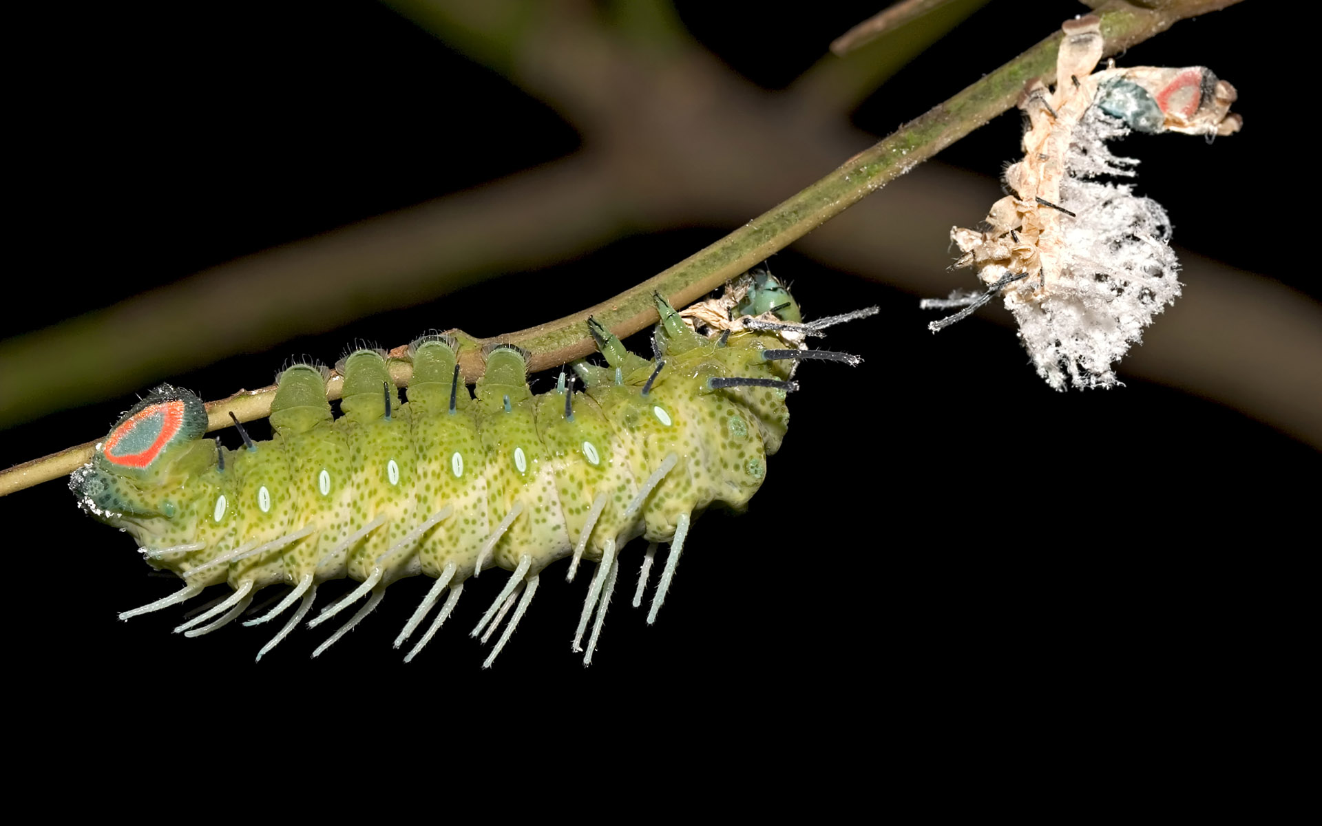 Download mobile wallpaper Insect, Animal, Caterpillar for free.