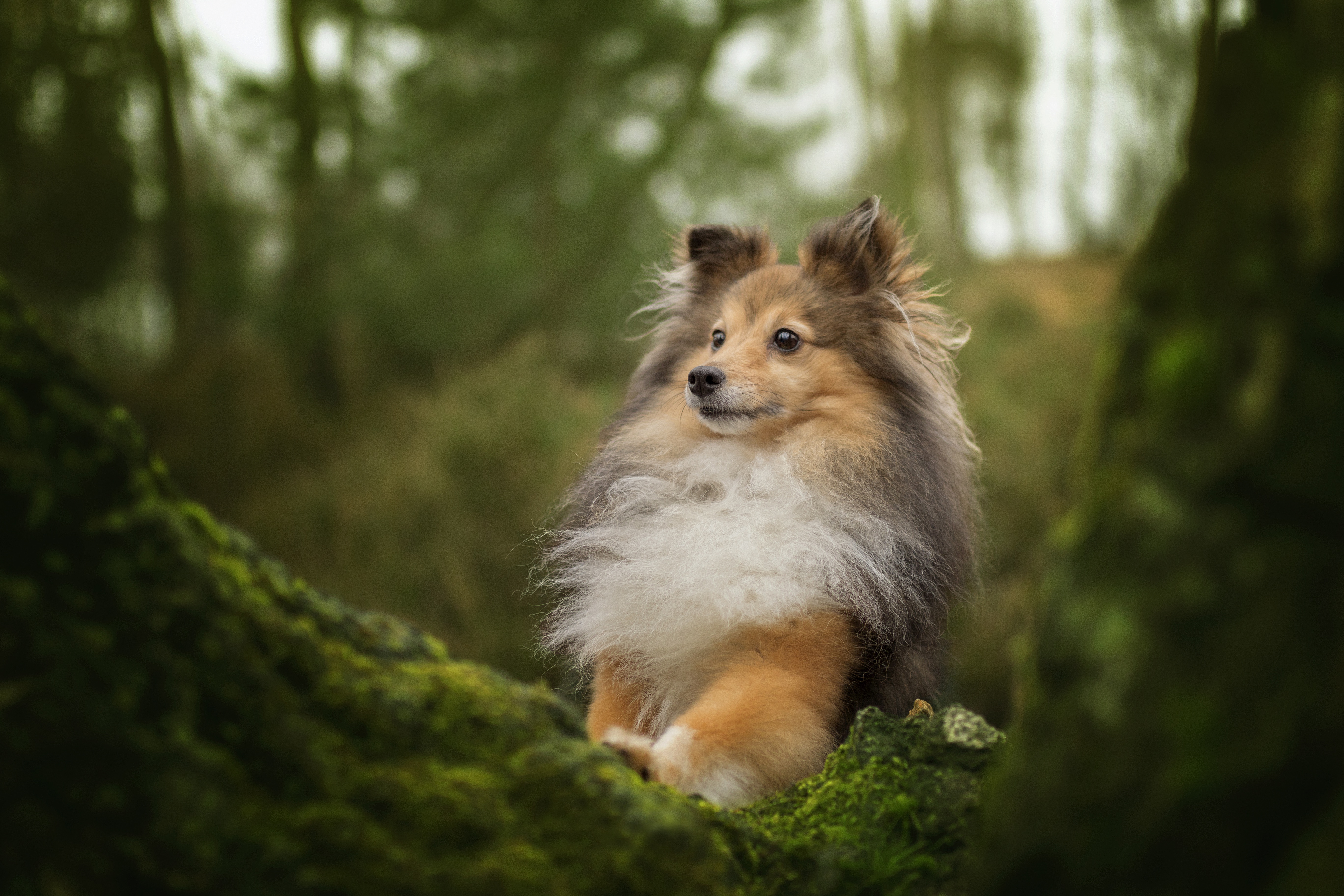 PCデスクトップに動物, 犬, 子犬, 赤ちゃん動物, シェットランド・シープドッグ画像を無料でダウンロード