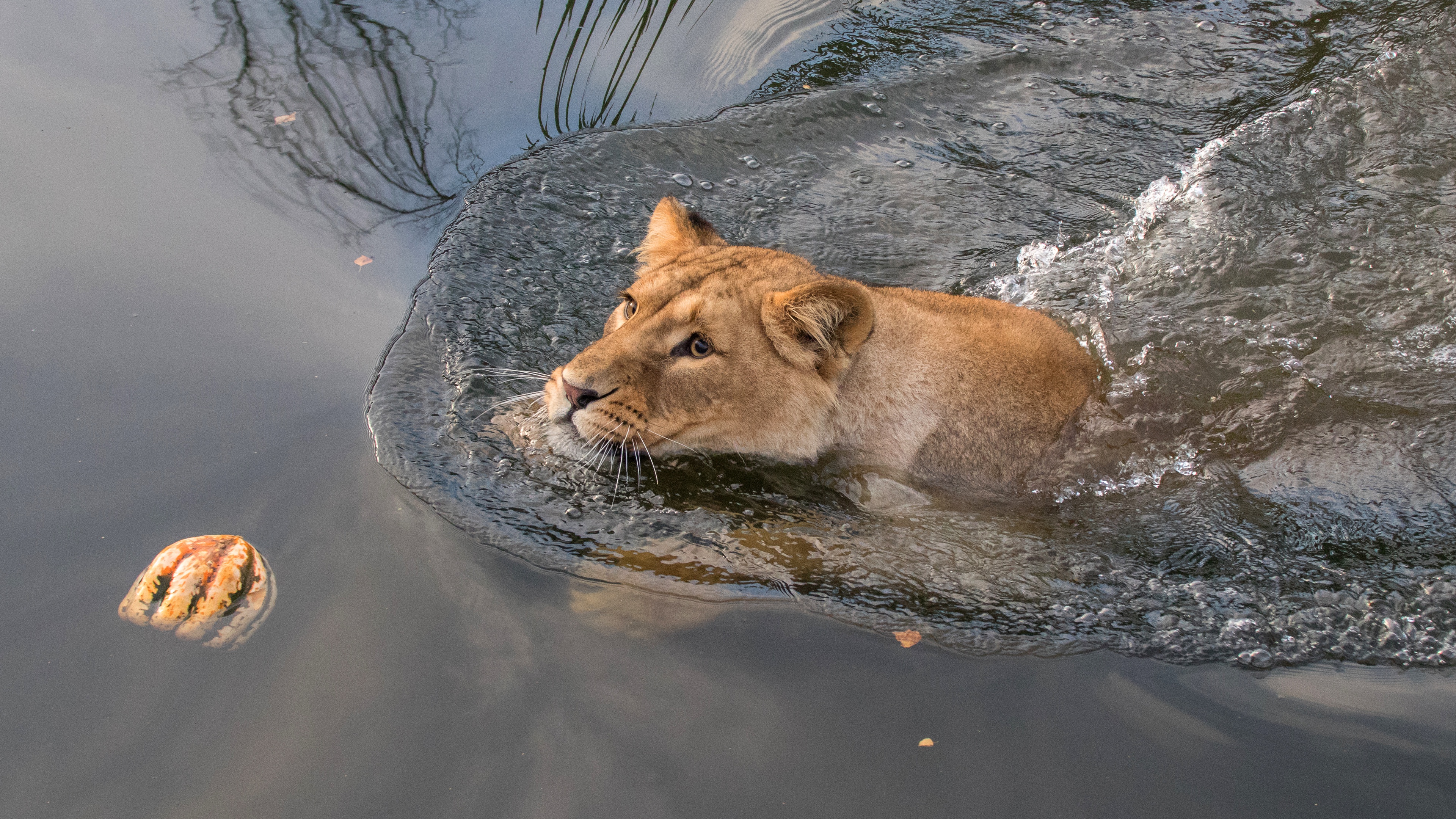 Téléchargez des papiers peints mobile Animaux, Chats, Eau, Lion gratuitement.