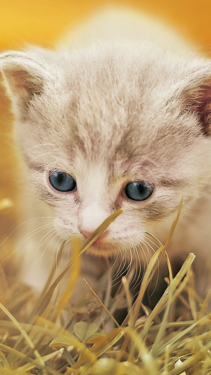 Download mobile wallpaper Cats, Grass, Cat, Kitten, Animal, Baby Animal for free.