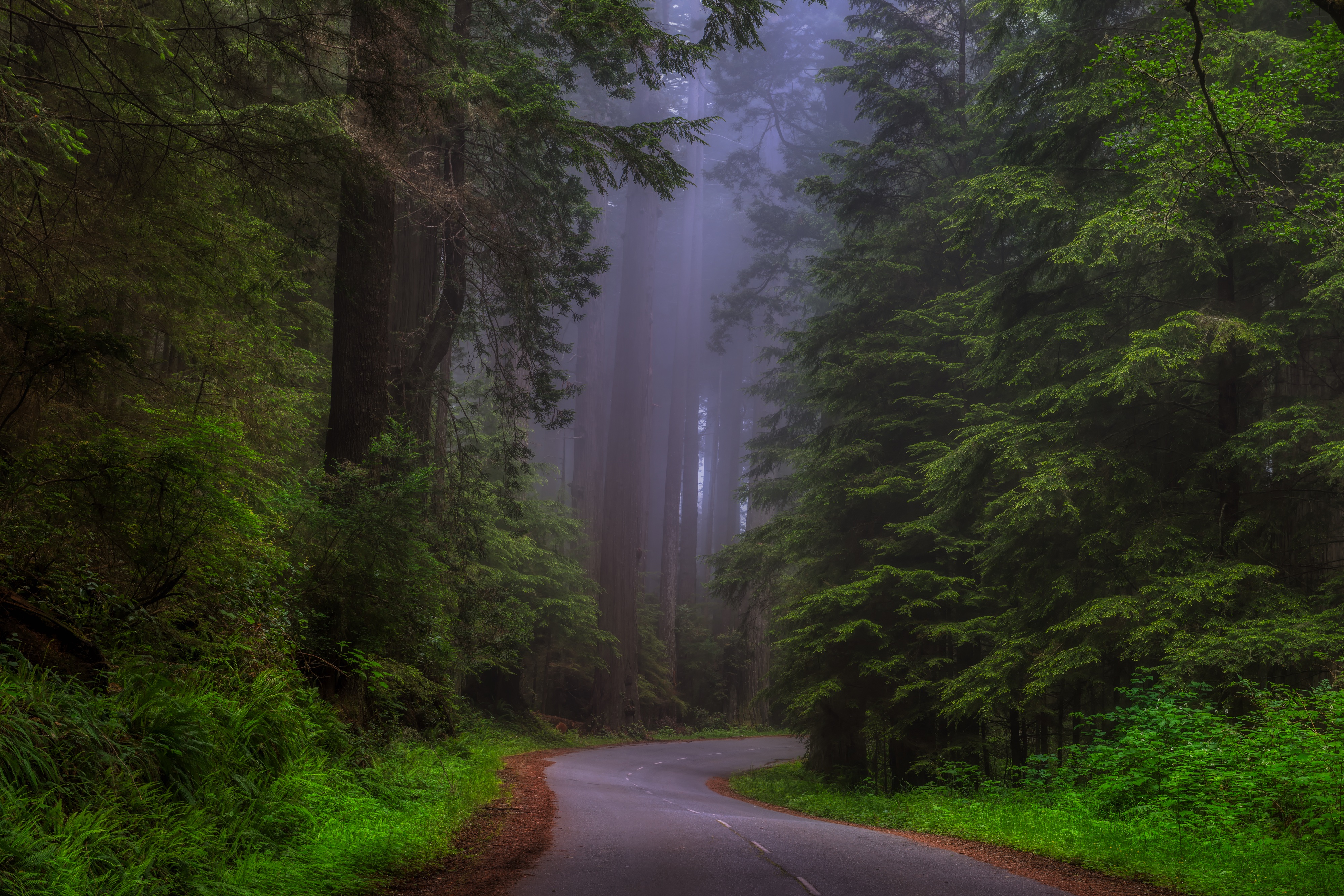 Free download wallpaper Road, Forest, Fog, Man Made on your PC desktop