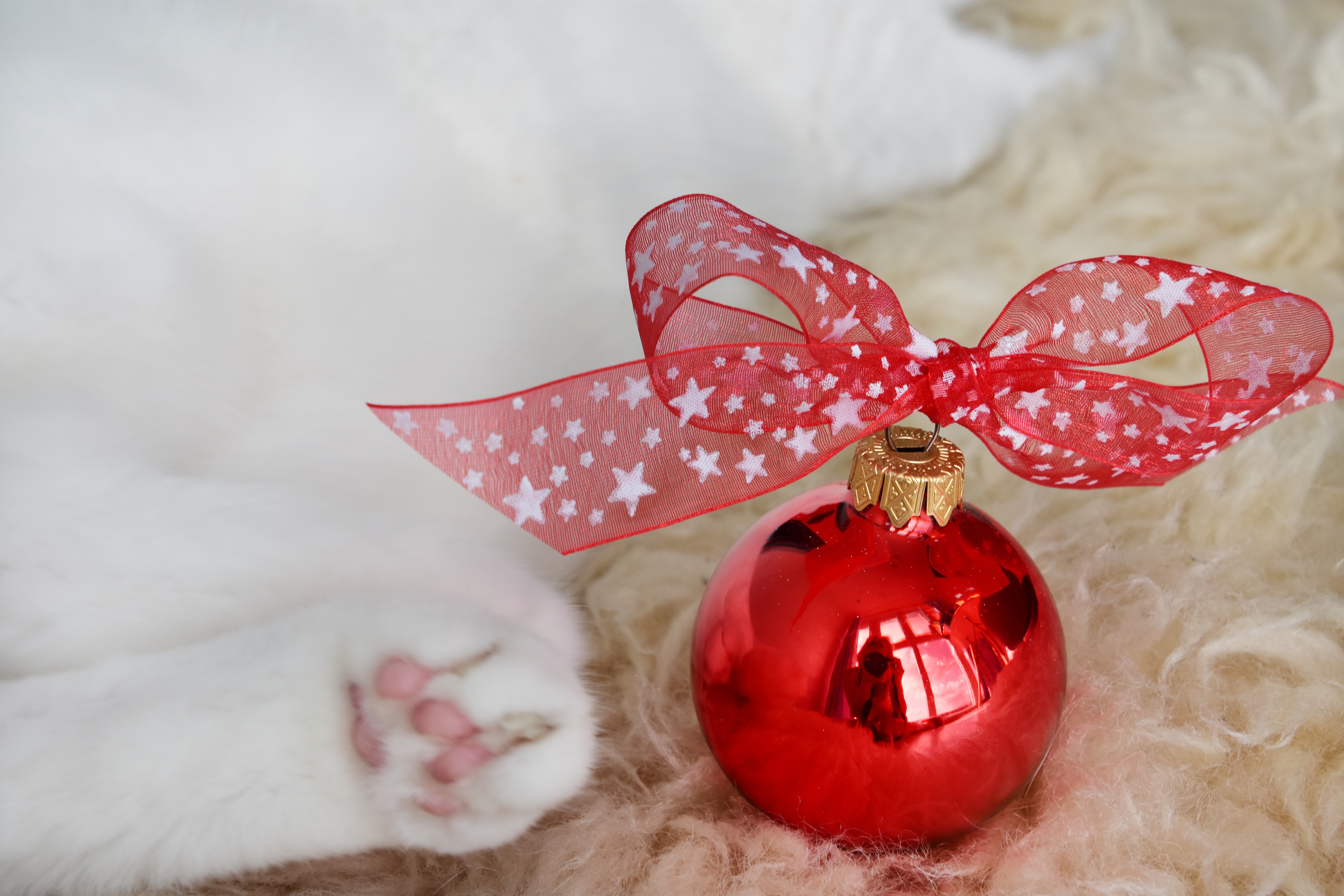 Laden Sie das Feiertage, Weihnachten, Katze, Pfote, Schleife-Bild kostenlos auf Ihren PC-Desktop herunter