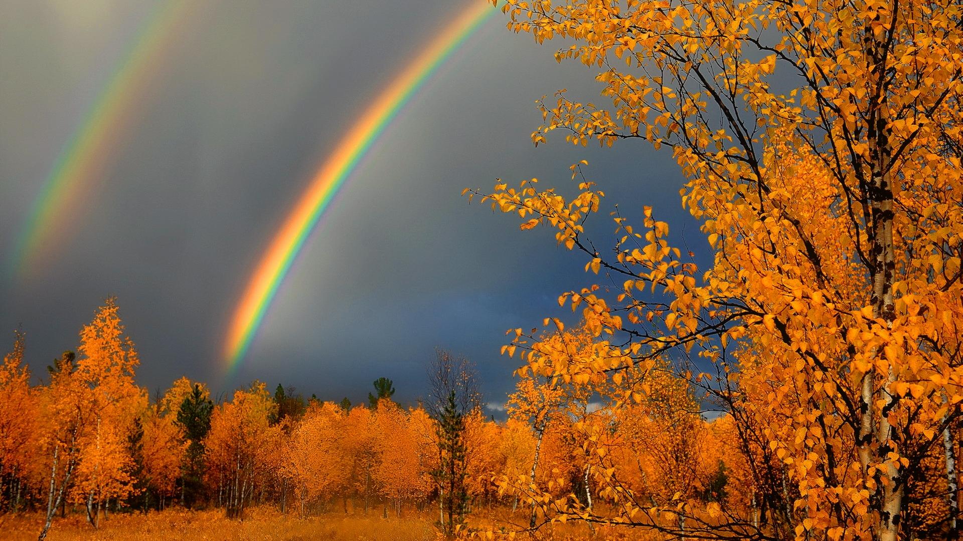 Free download wallpaper Sky, Rainbow, Dark, Forest, Tree, Fall, Earth, Cloud on your PC desktop