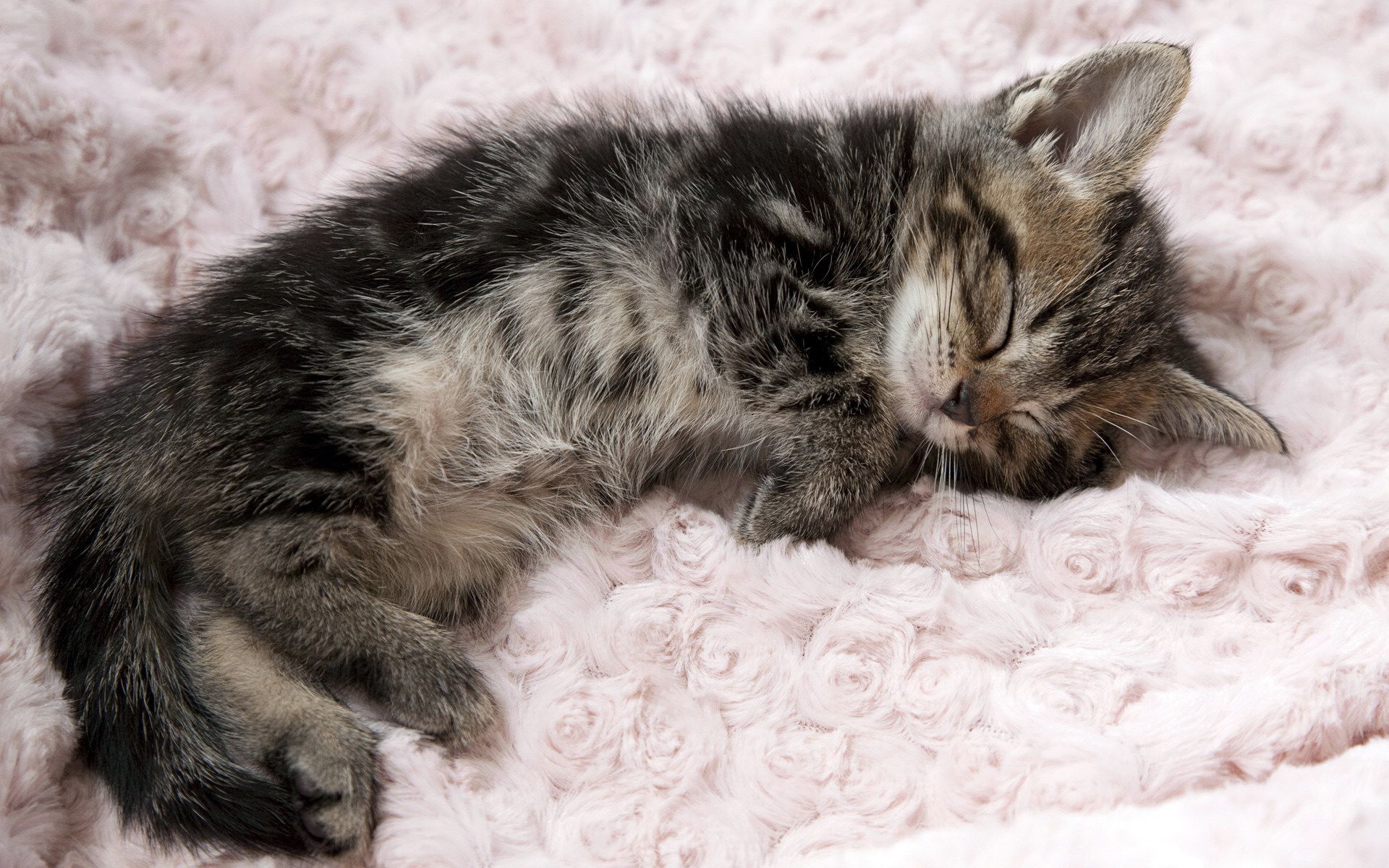 Baixe gratuitamente a imagem Animais, Gatos, Gato na área de trabalho do seu PC