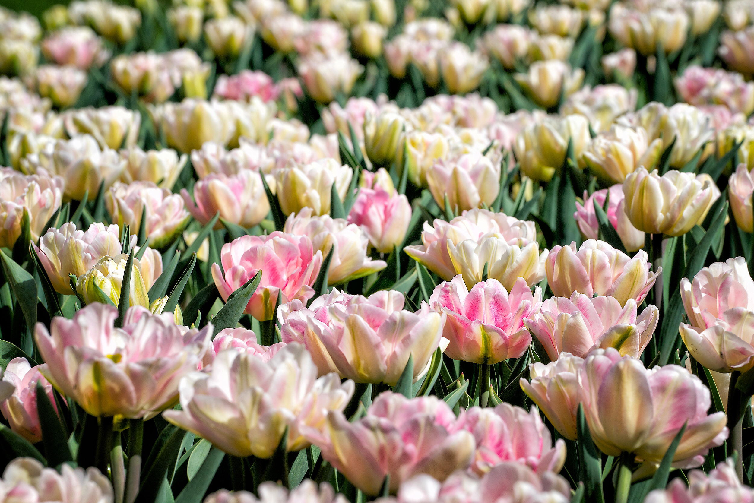 Baixe gratuitamente a imagem Natureza, Flores, Flor, Tulipa, Terra/natureza na área de trabalho do seu PC