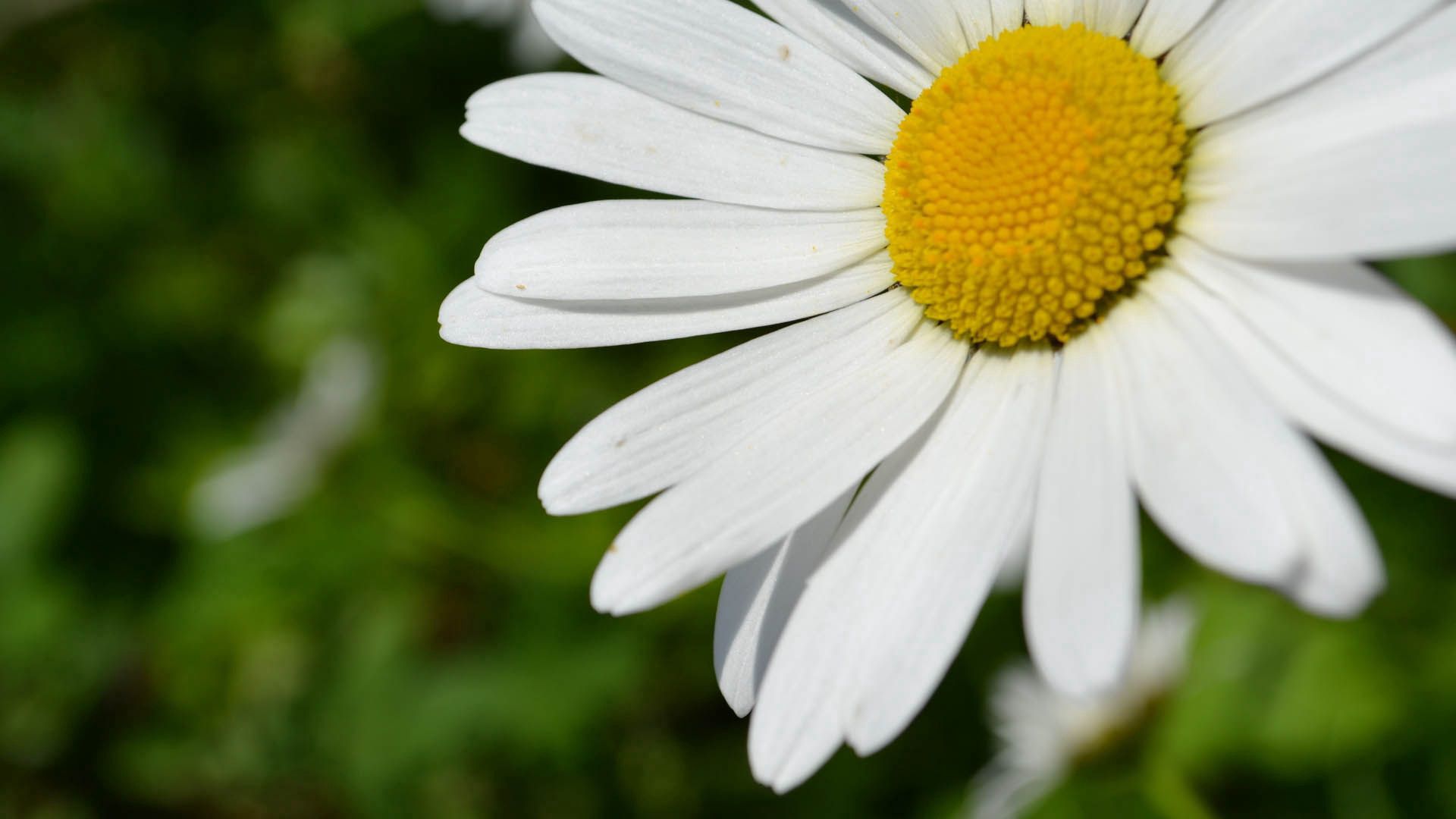 Laden Sie das Kamille, Blume, Makro, Blütenblätter, Pflanze-Bild kostenlos auf Ihren PC-Desktop herunter