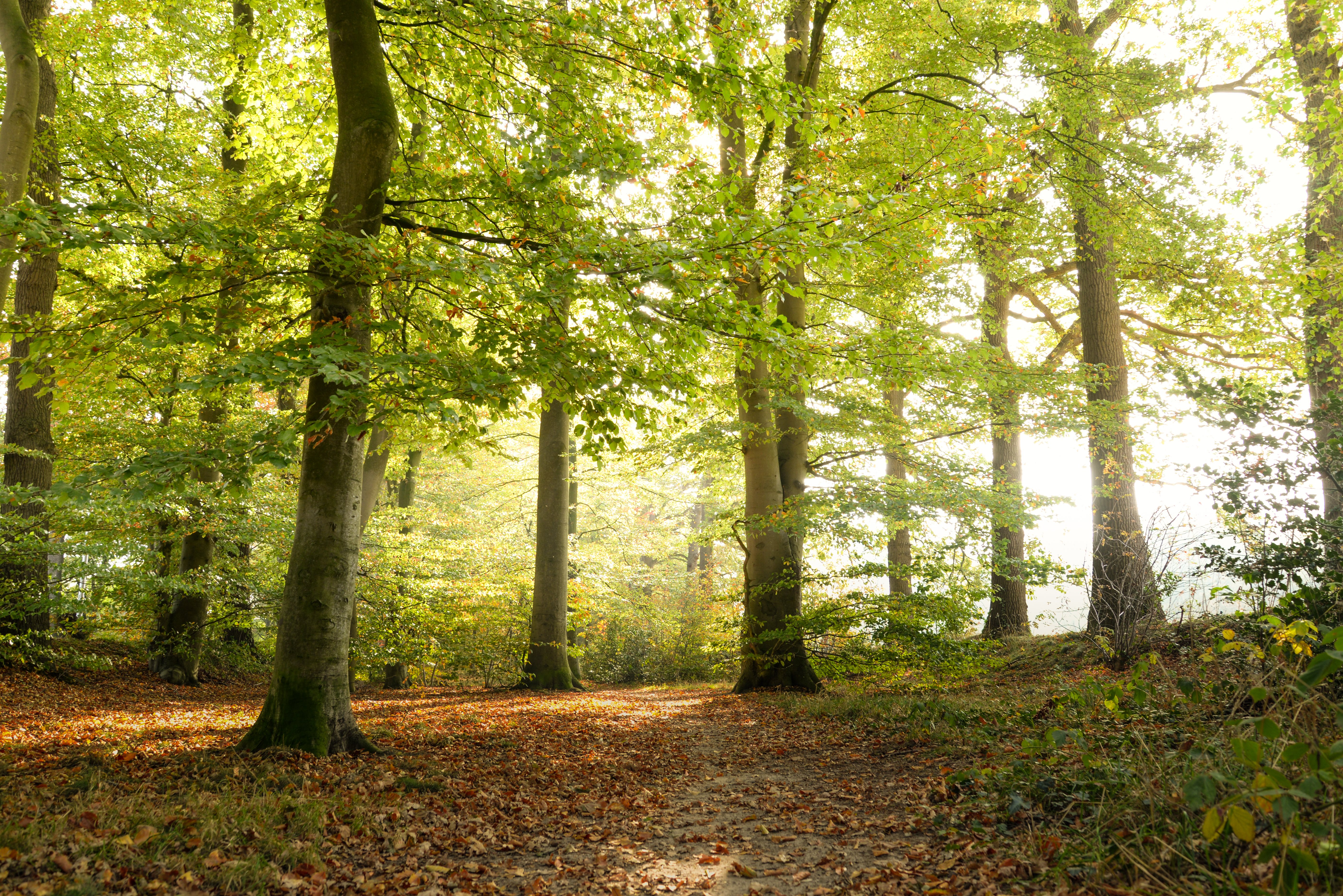 無料モバイル壁紙自然, 木, 葉, 森林, 森, 日光, 木材をダウンロードします。