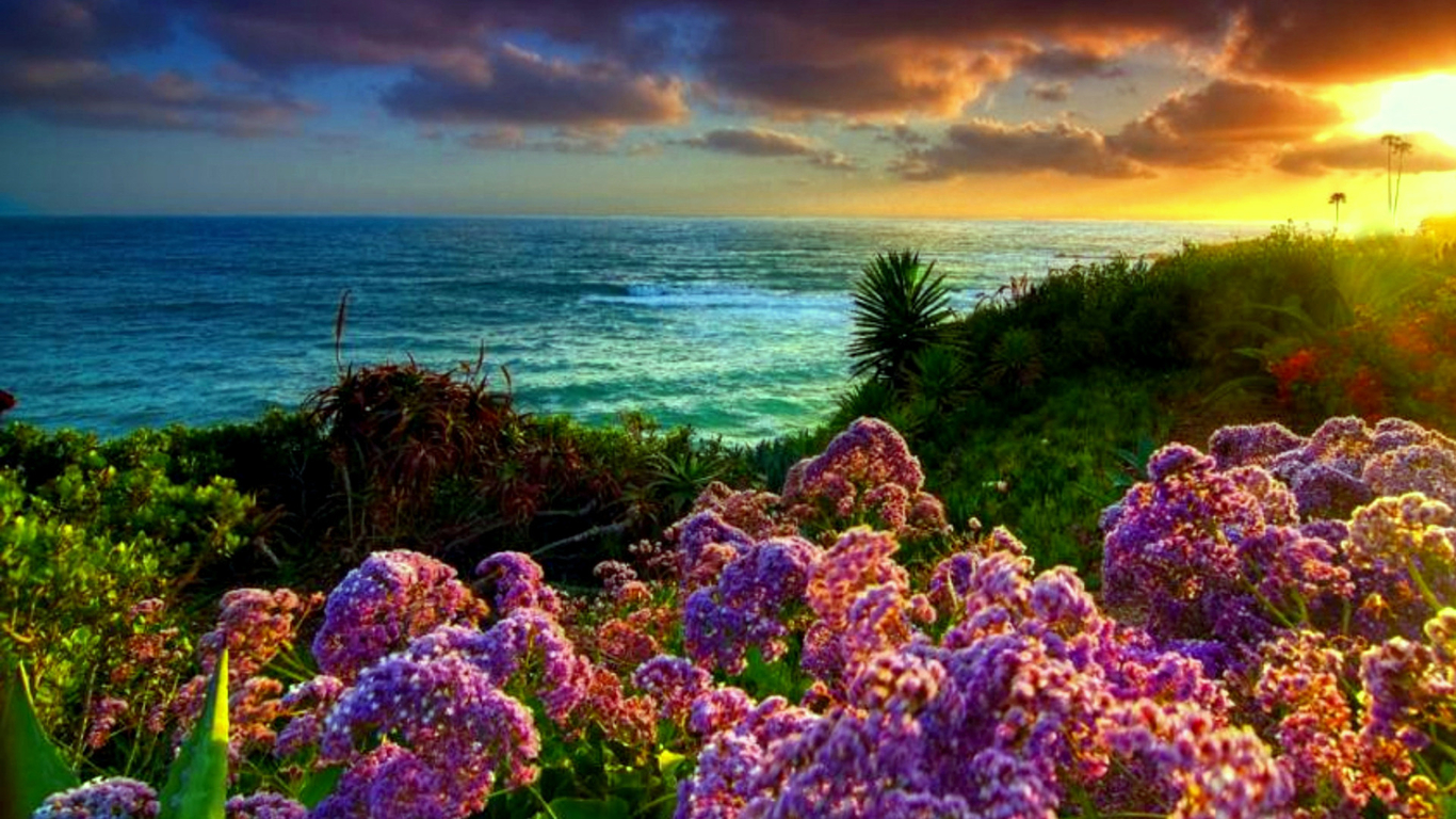 Free download wallpaper Flower, Ocean, Earth, Coastline on your PC desktop