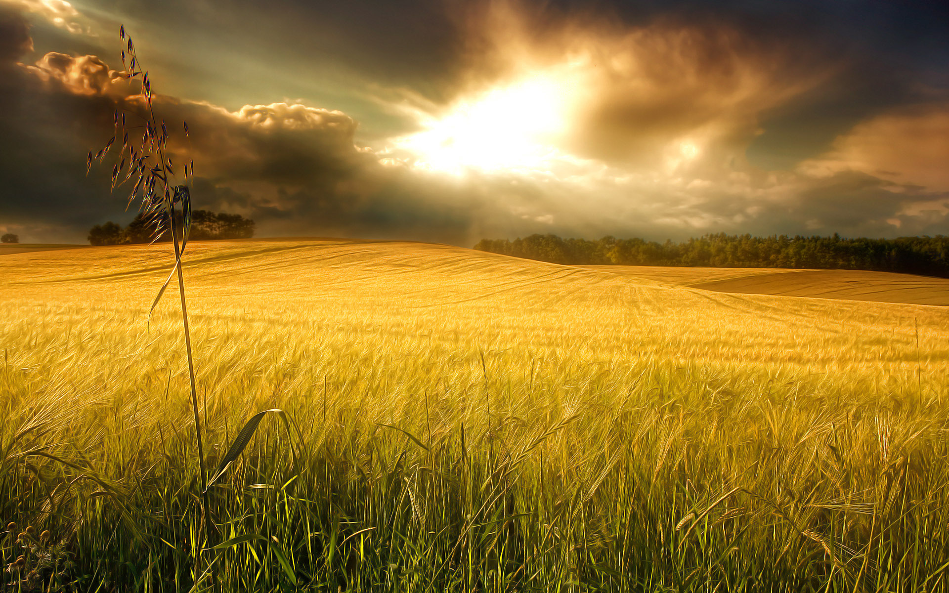 Descarga gratis la imagen Paisaje, Cielo, Trigo, Campo, Nube, Tierra/naturaleza en el escritorio de tu PC