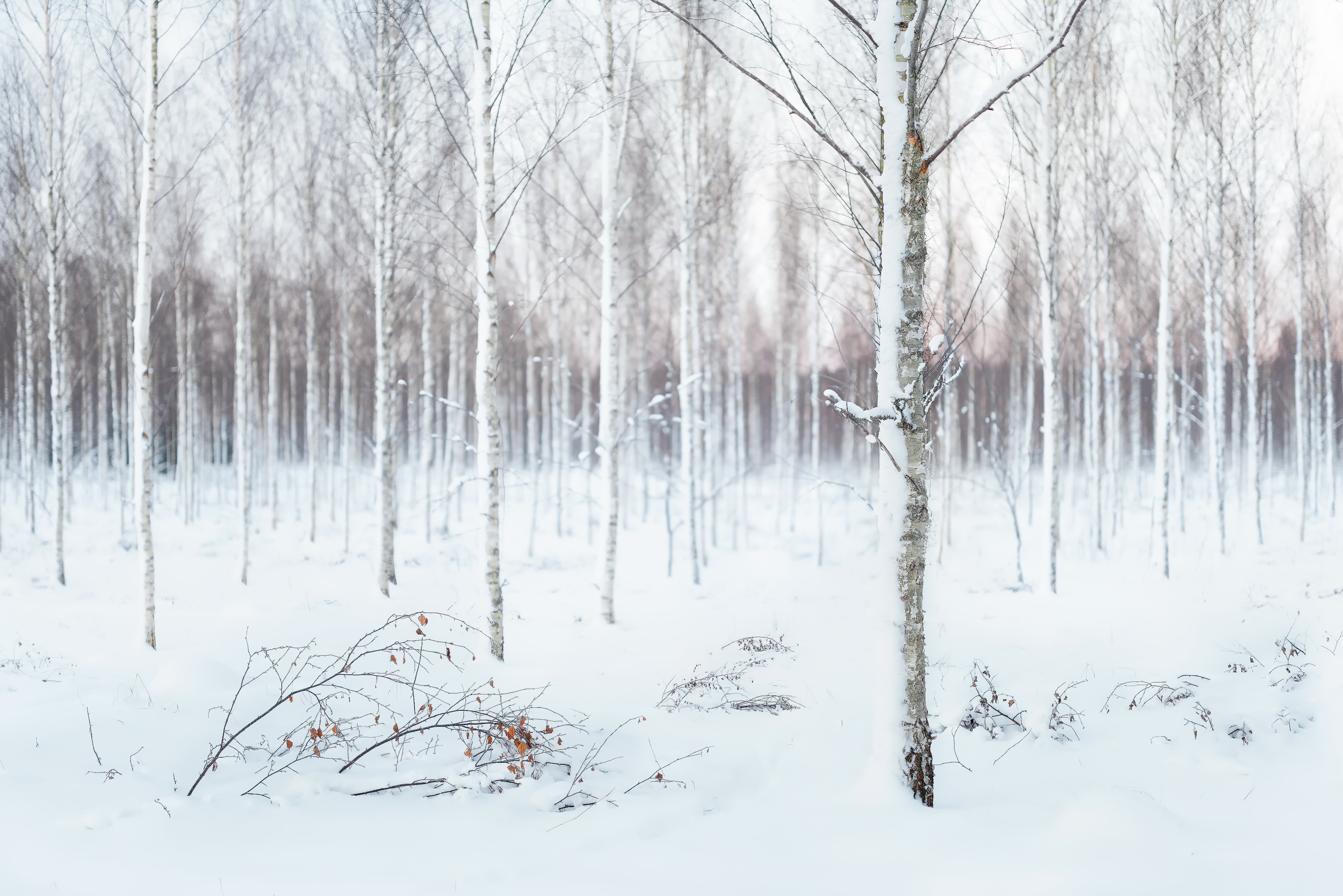 Скачать картинку Зима, Природа, Снег, Лес, Дерево, Белый, Земля/природа в телефон бесплатно.