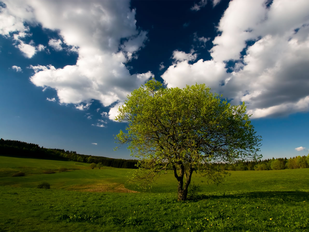 Téléchargez des papiers peints mobile Arbre, Terre/nature gratuitement.