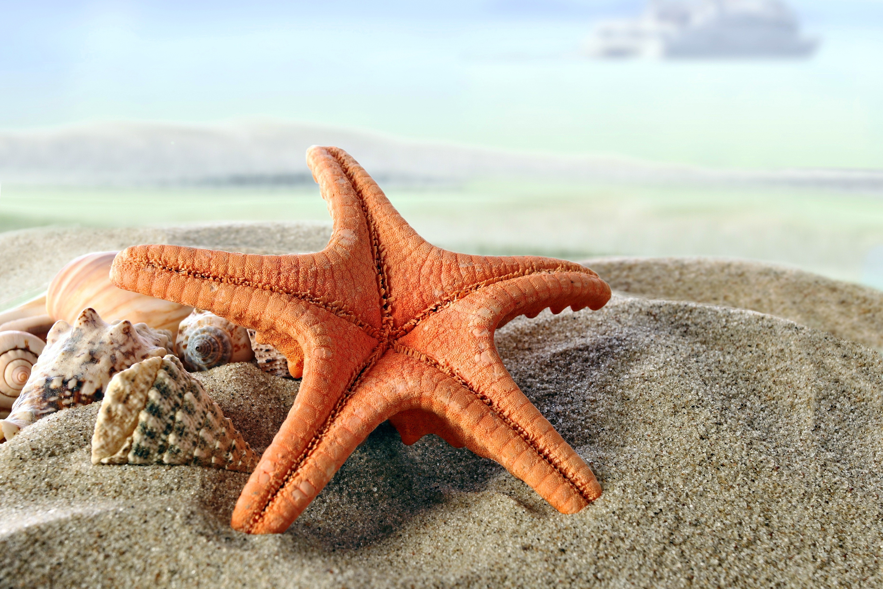 Download mobile wallpaper Sand, Starfish, Animal, Shell for free.