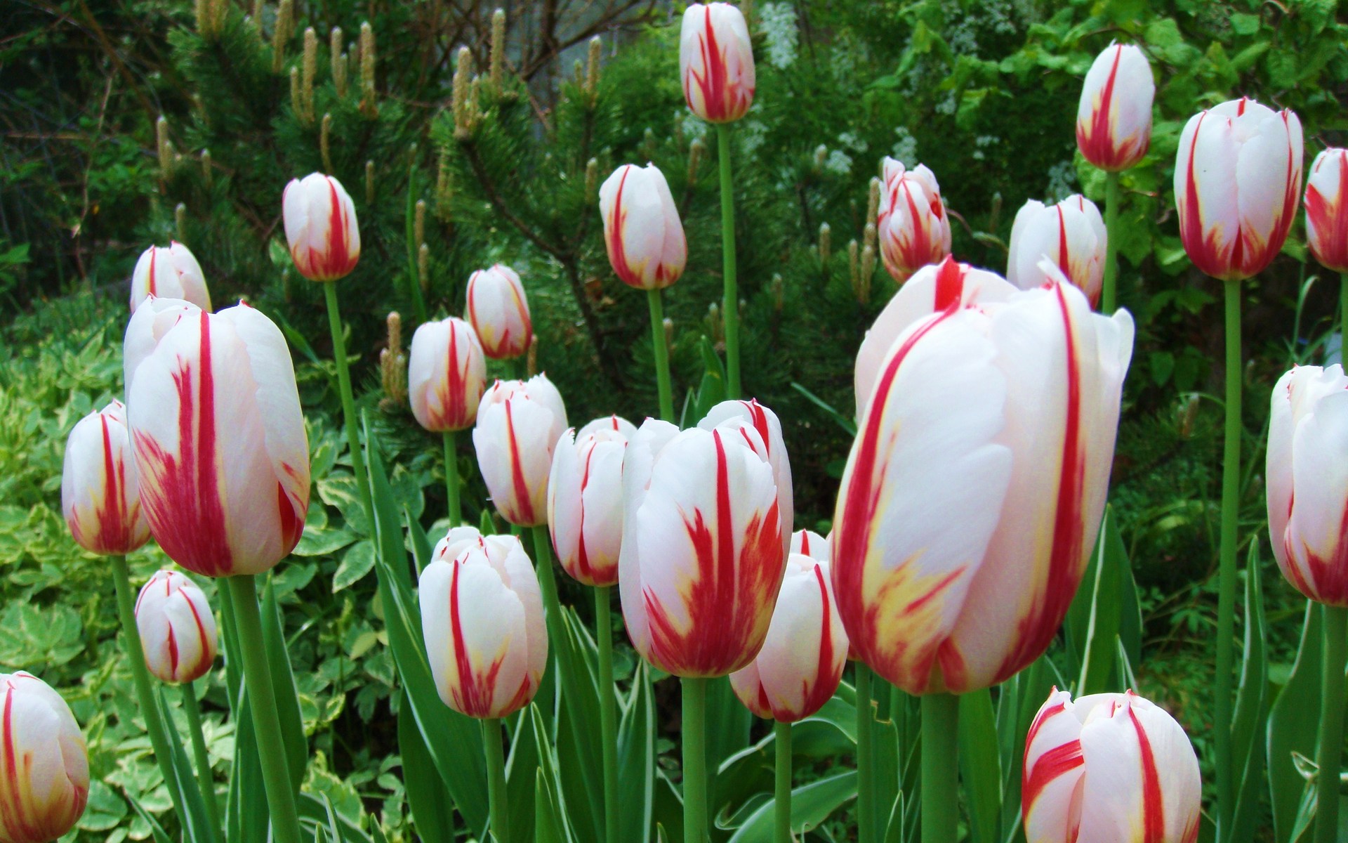 Laden Sie das Blumen, Tulpe, Erde/natur-Bild kostenlos auf Ihren PC-Desktop herunter