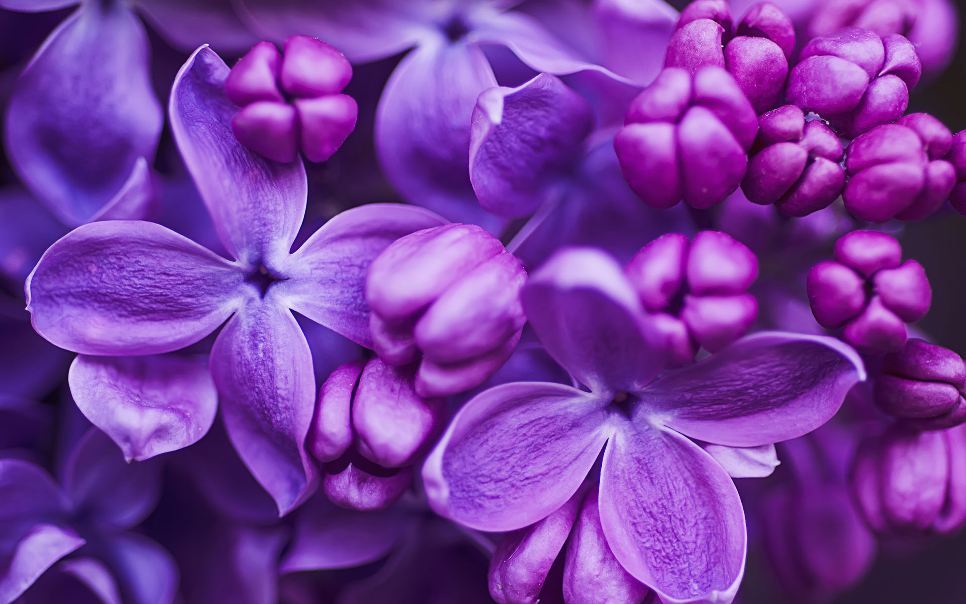 408587 descargar fondo de pantalla tierra/naturaleza, lila, florecer, de cerca, flor, flor purpura, flores: protectores de pantalla e imágenes gratis