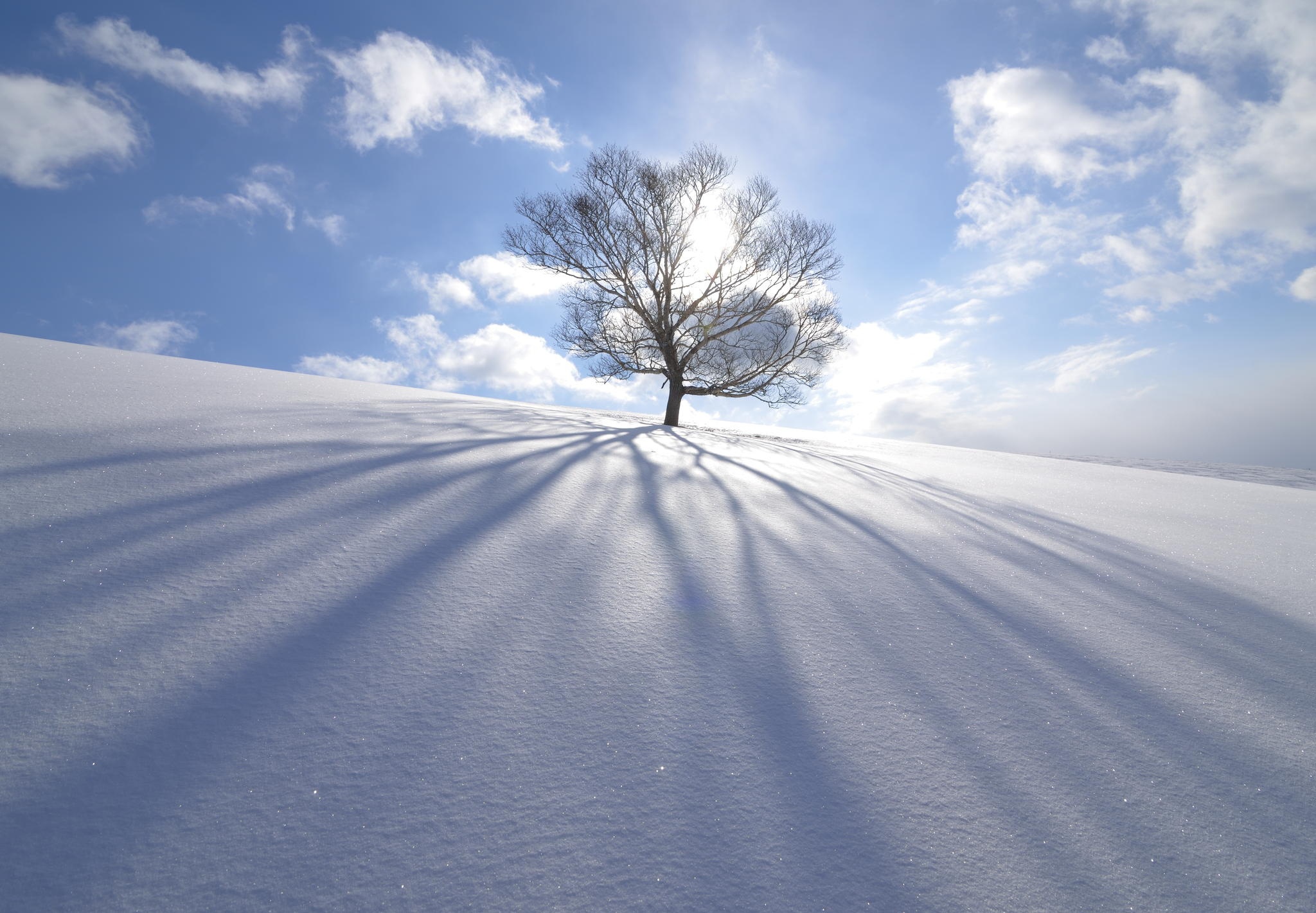 Handy-Wallpaper Winter, Natur, Bäume, Schnee, Baum, Erde/natur, Einsamer Baum kostenlos herunterladen.