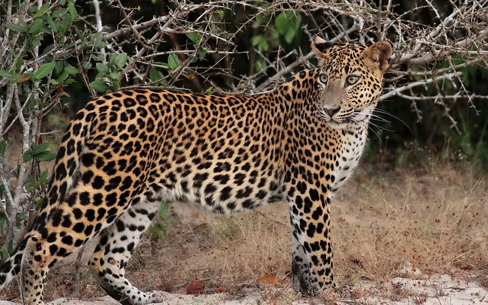 76632 Bild herunterladen tiere, leopard, geäst, zweige, raubtier, predator, stehen, stand - Hintergrundbilder und Bildschirmschoner kostenlos