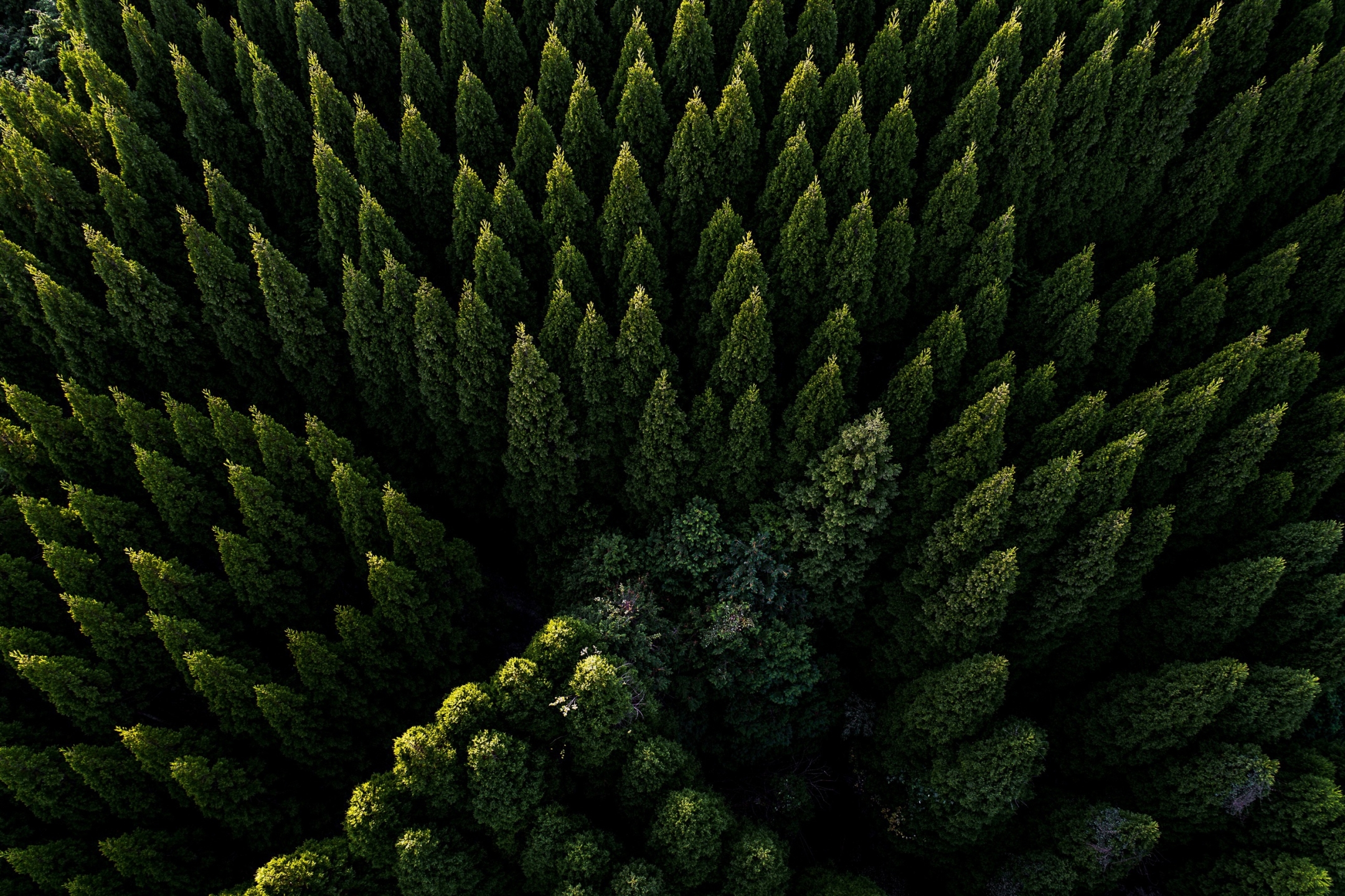 Laden Sie das Natur, Wald, Baum, Antenne, Erde/natur, Luftbildfotografie-Bild kostenlos auf Ihren PC-Desktop herunter