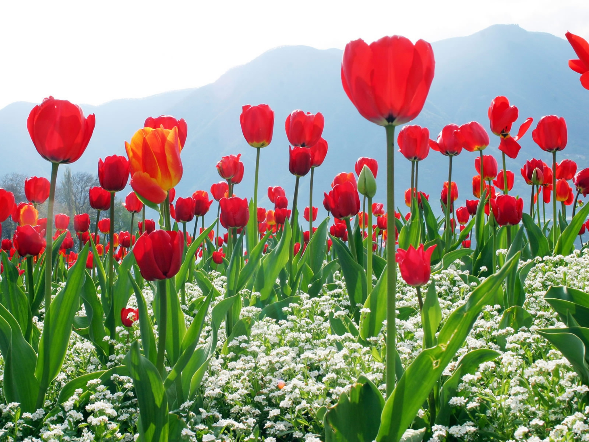Download mobile wallpaper Flowers, Earth, Field, Tulip, Red Flower for free.