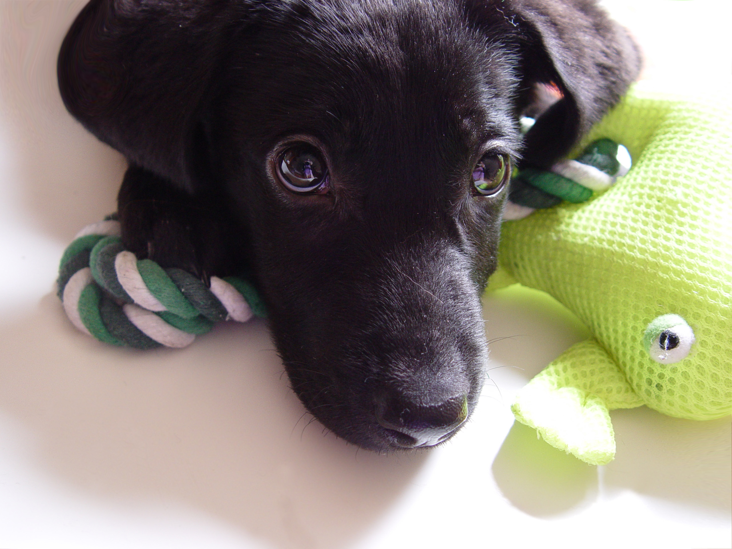 Handy-Wallpaper Labrador Retriever, Hunde, Tiere kostenlos herunterladen.