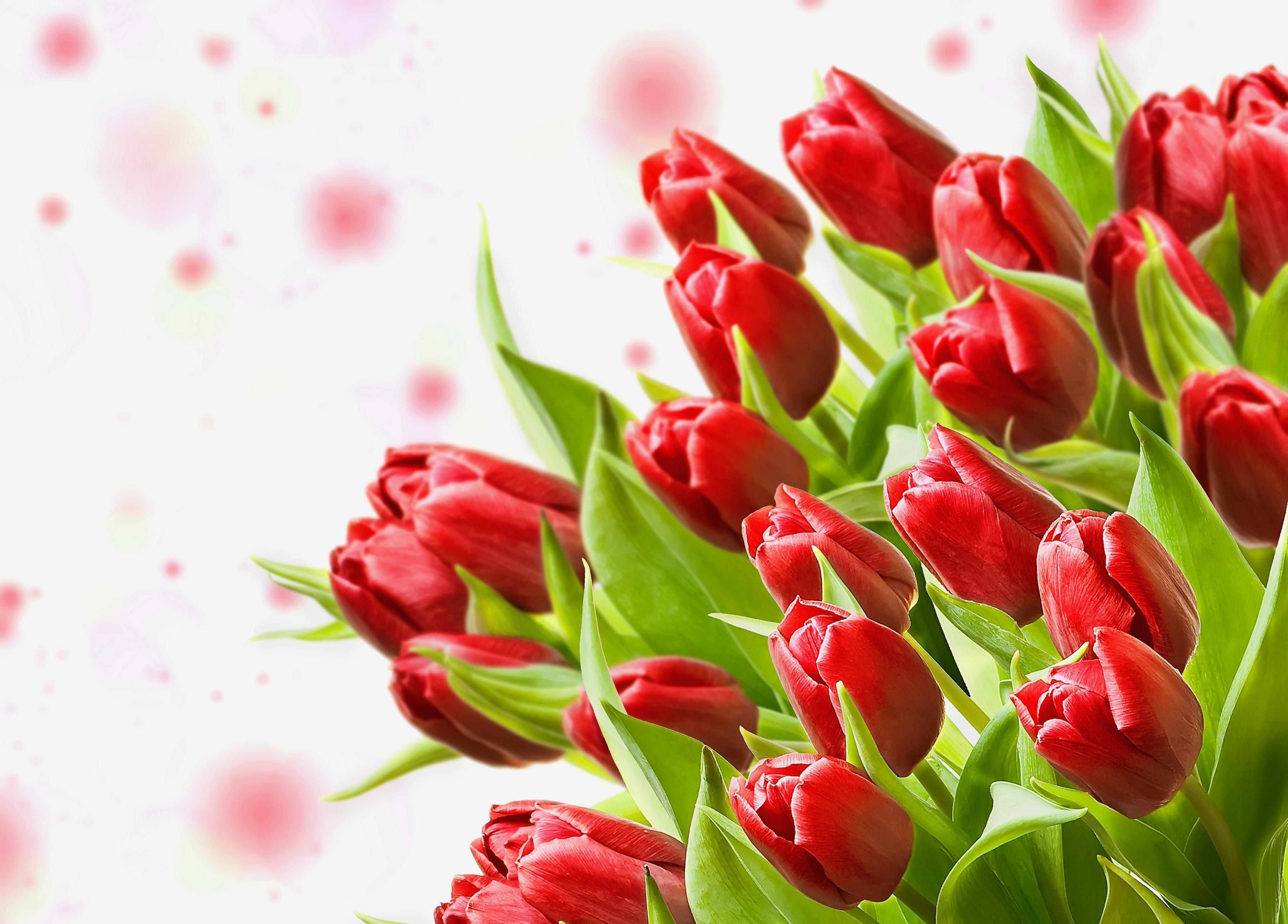Horizontal Wallpaper tulips, flowers, close up, bouquet