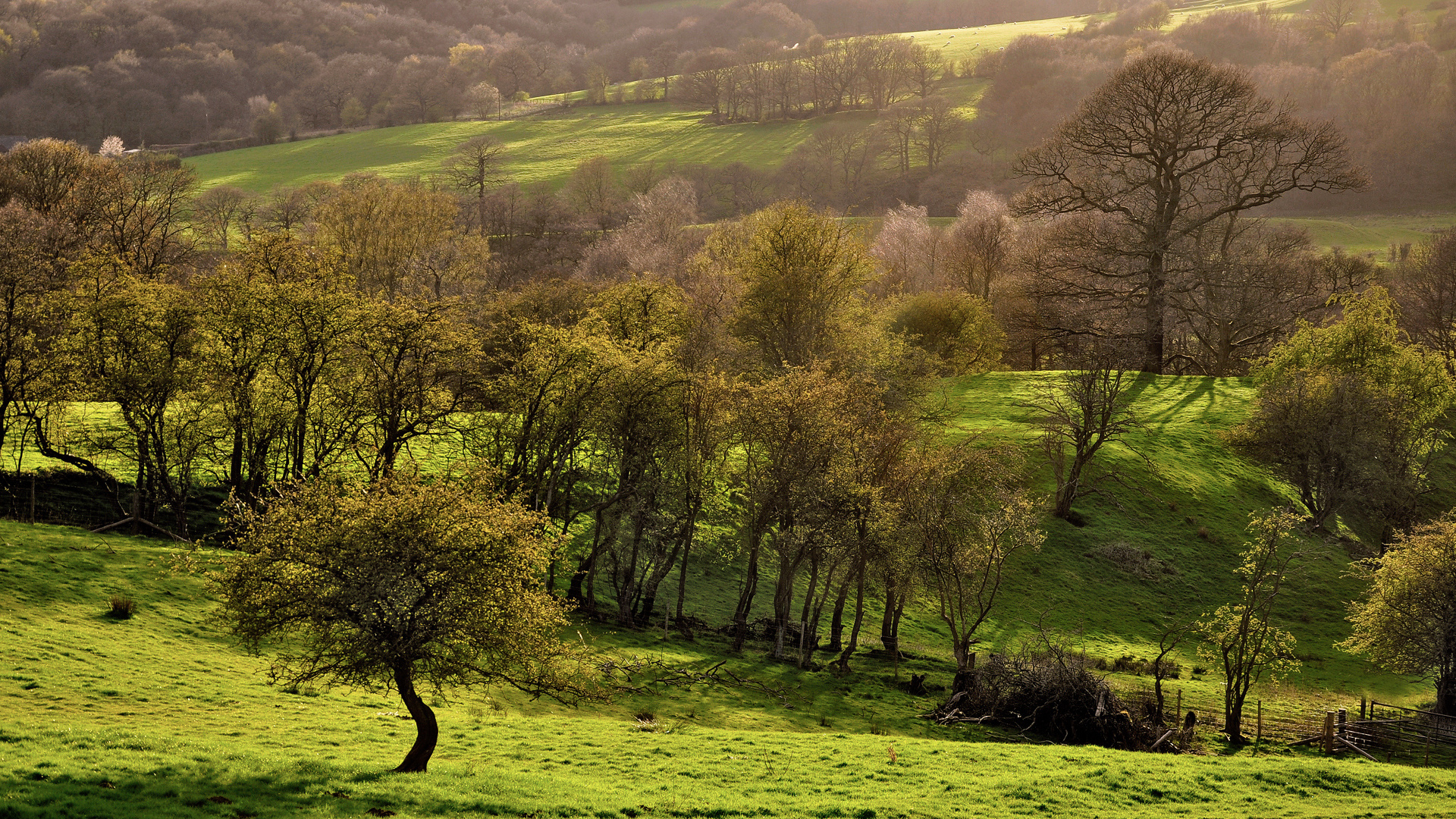 Téléchargez gratuitement l'image Arbre, Terre/nature sur le bureau de votre PC