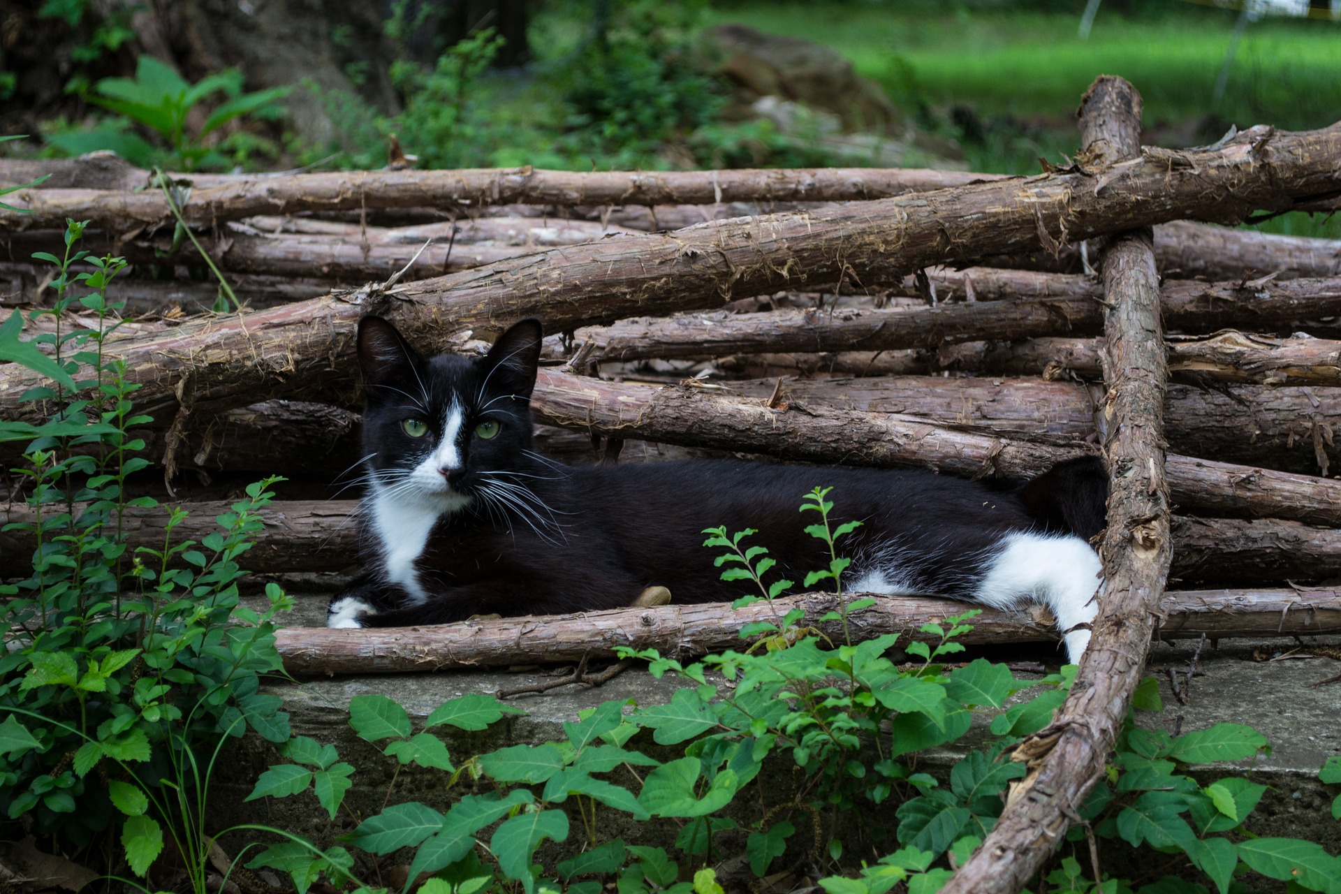 Baixar papel de parede para celular de Animais, Gatos, Gato gratuito.