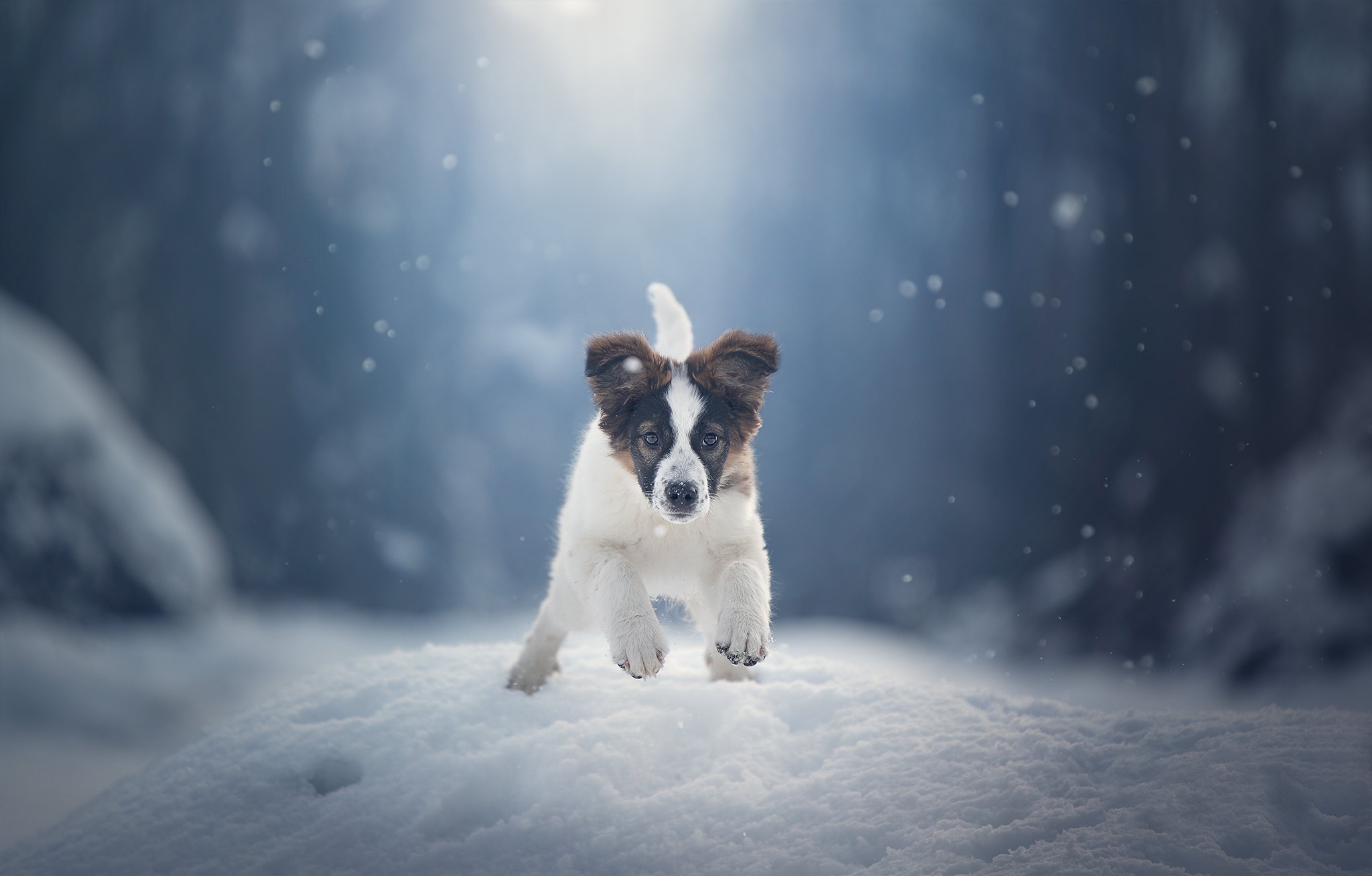 Скачати мобільні шпалери Зима, Собаки, Сніг, Пес, Тварина, Щеня, Дитинча Тварини безкоштовно.