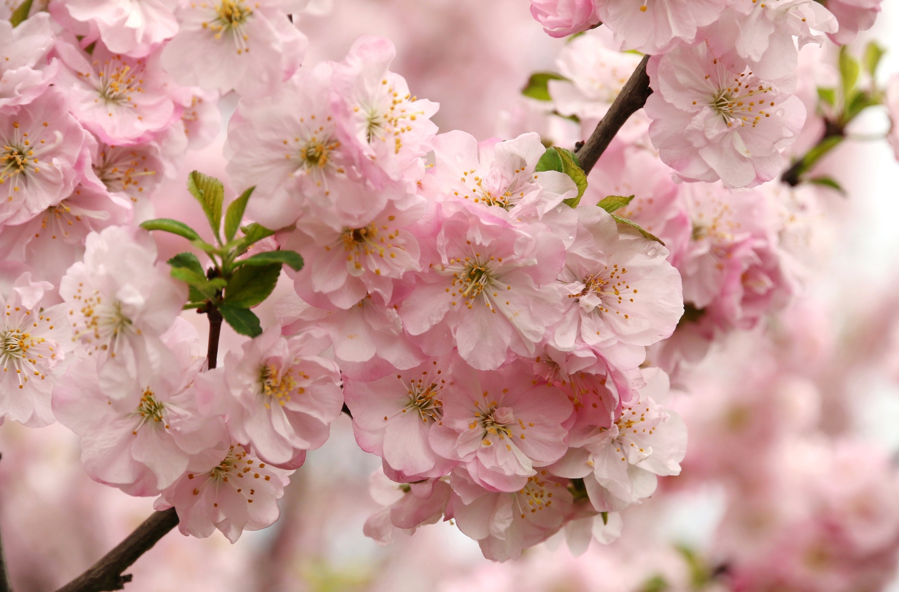 Скачати мобільні шпалери Природа, Квітка, Макрос, Цвітіння, Земля, Весна, Рожева Квітка, Флауерзи безкоштовно.