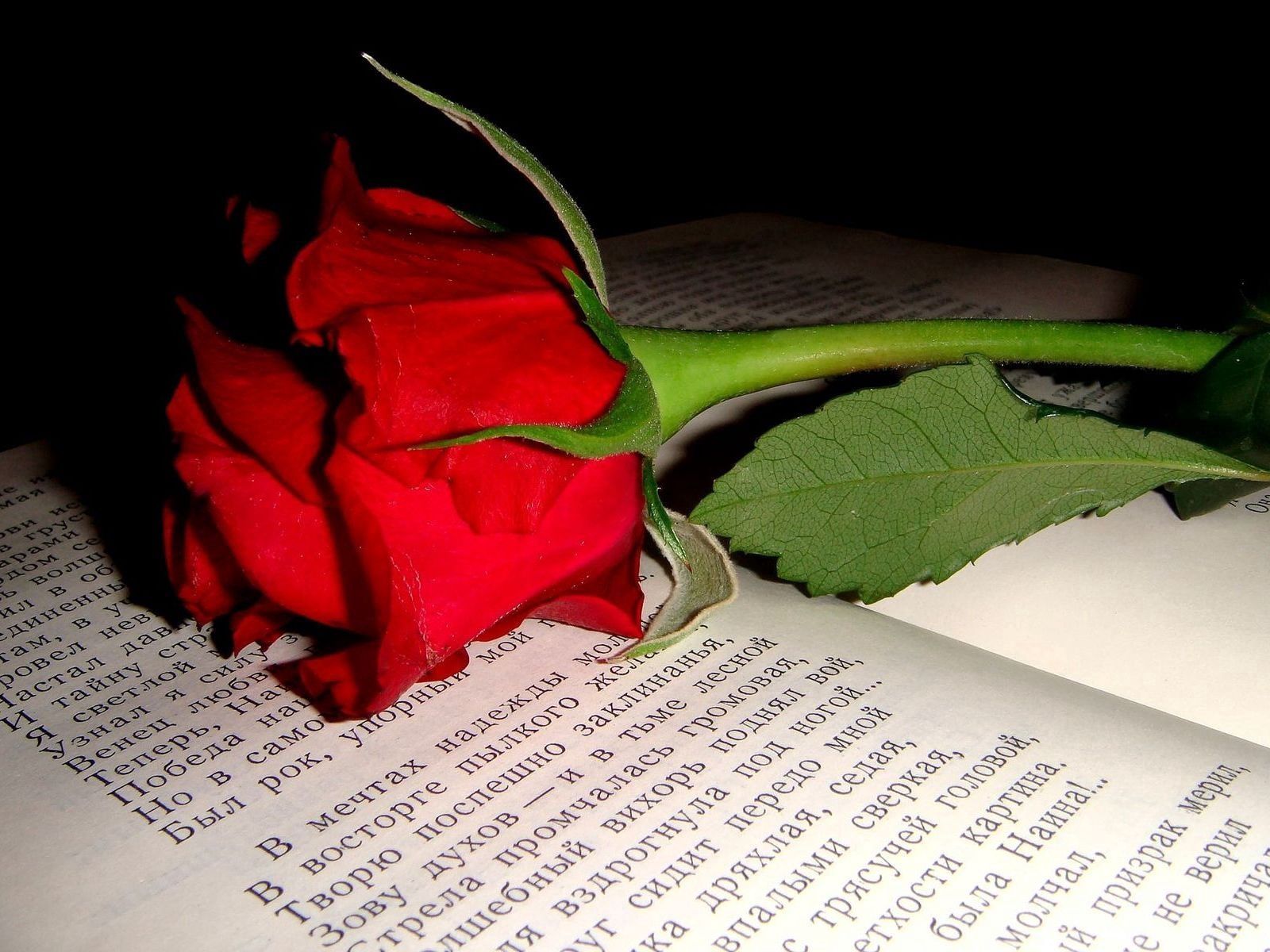 Download mobile wallpaper Bud, Flower, Flowers, Rose, Rose Flower, Book, Text for free.