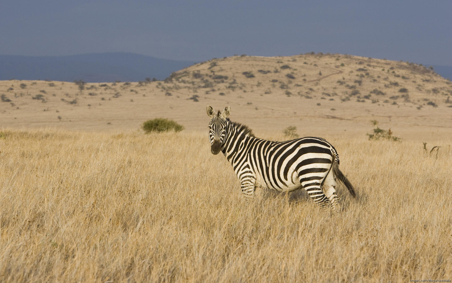 Handy-Wallpaper Tiere, Zebra kostenlos herunterladen.