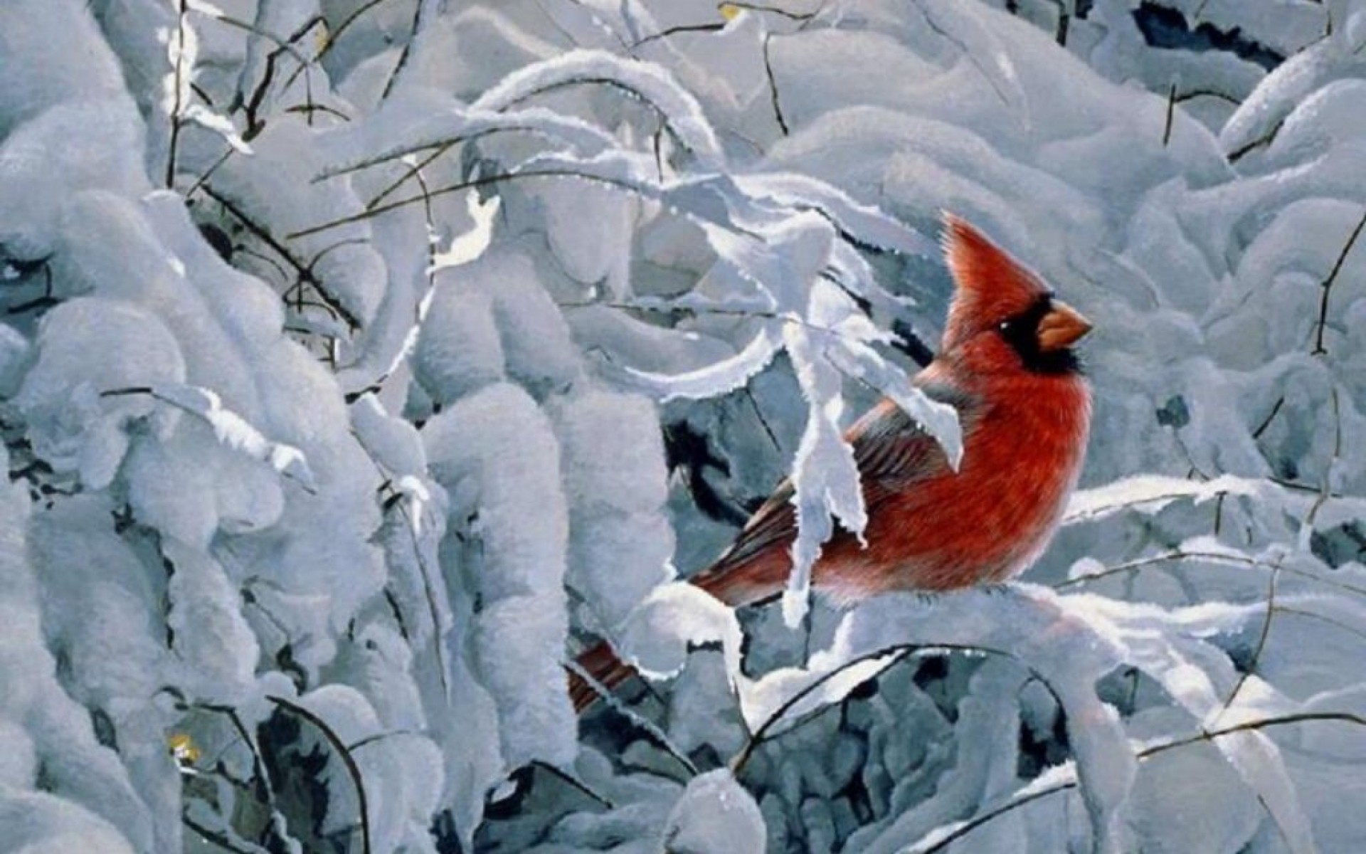 Download mobile wallpaper Cardinal, Bird, Birds, Animal for free.