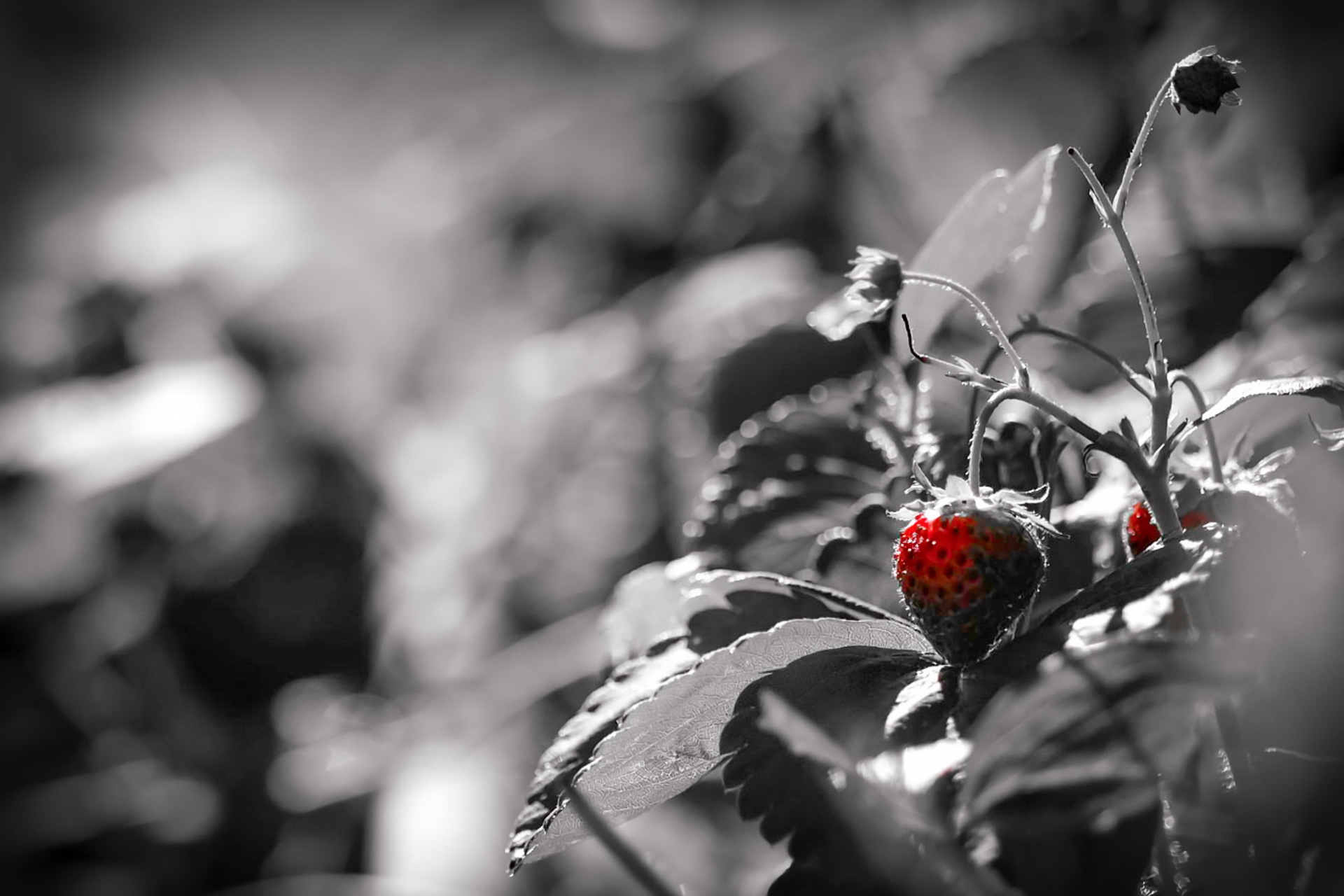 Laden Sie das Erdbeere, Frucht, Nahrungsmittel, Selektive Farbe, Früchte-Bild kostenlos auf Ihren PC-Desktop herunter