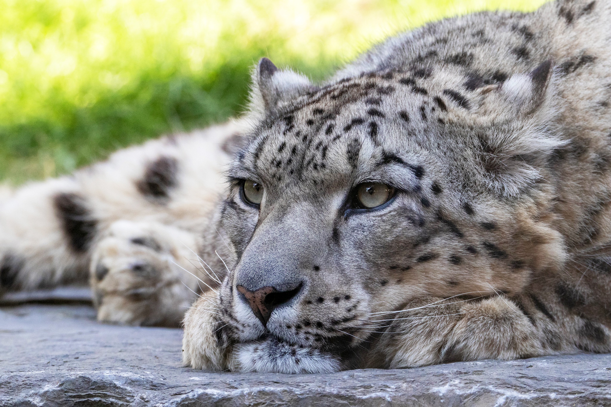 Free download wallpaper Cats, Snow Leopard, Close Up, Animal on your PC desktop